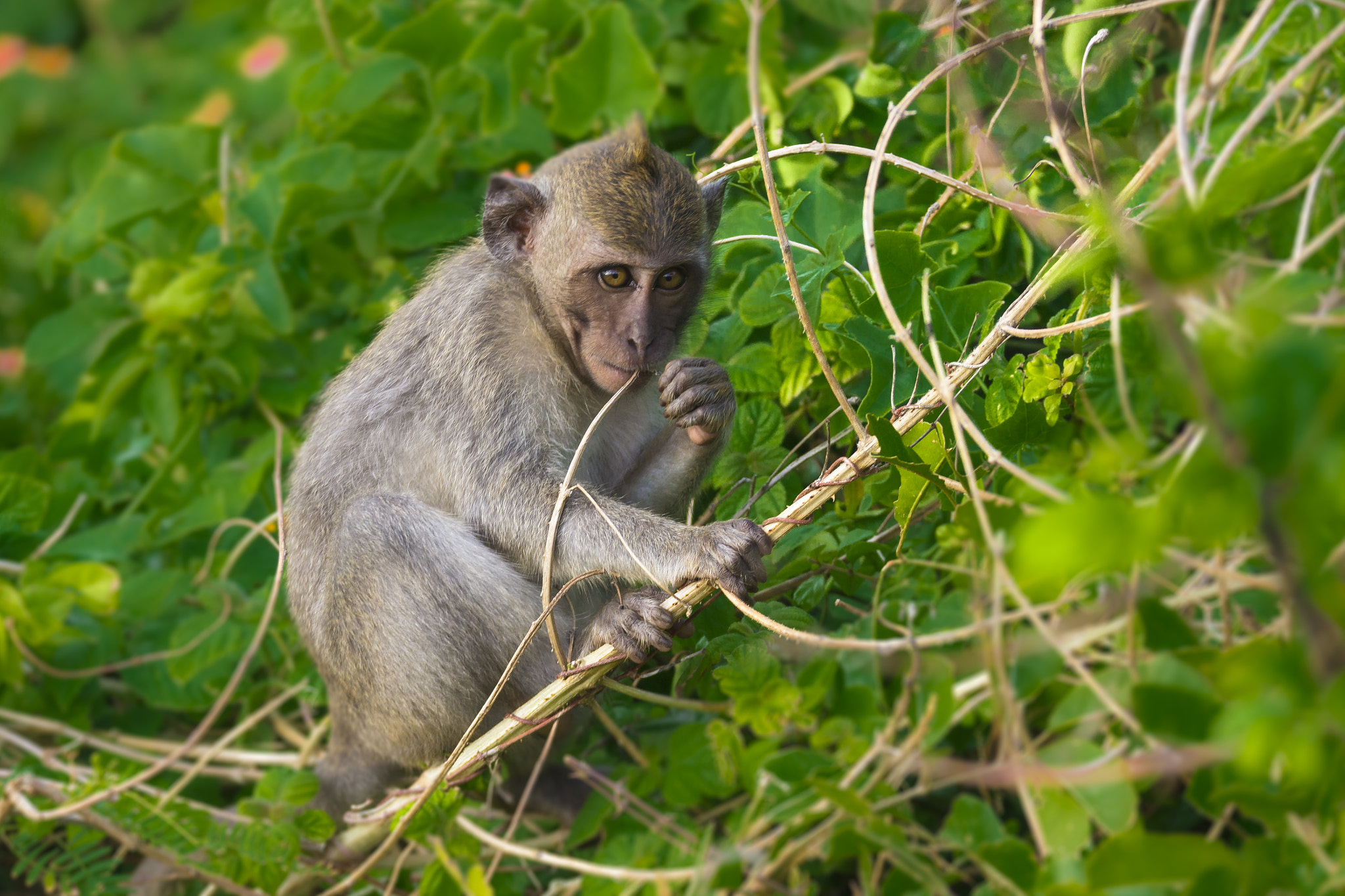 Tamron SP 150-600mm F5-6.3 Di VC USD sample photo. Crab-eating macaque photography
