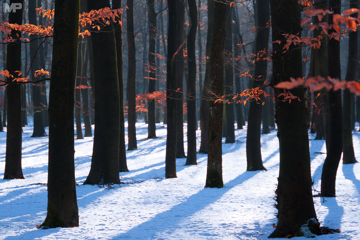 Sony E 18-200mm F3.5-6.3 OSS sample photo. Winter colors photography