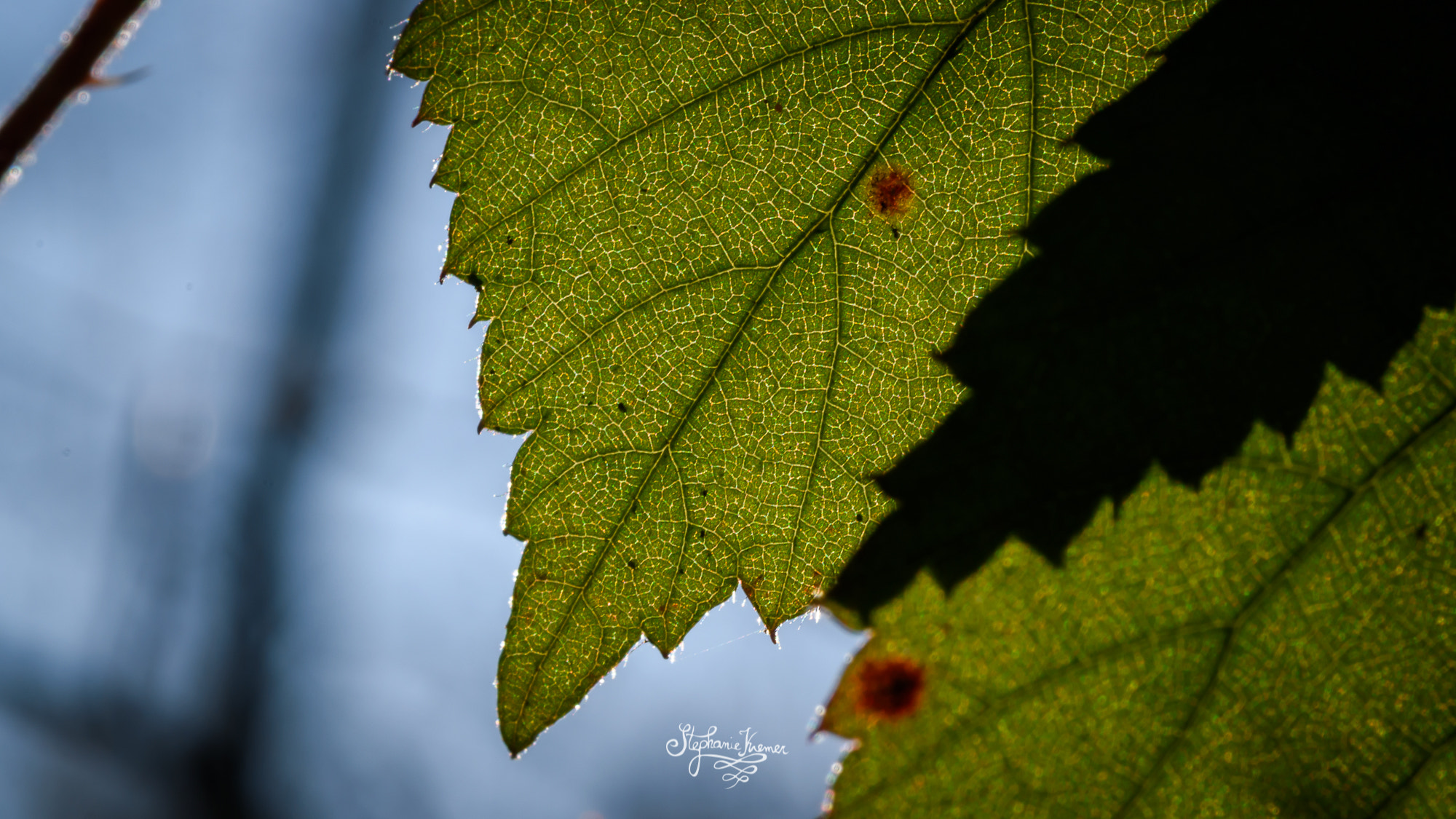 Nikon D5500 + Tokina AT-X Pro 100mm F2.8 Macro sample photo. The structure of a leaf photography
