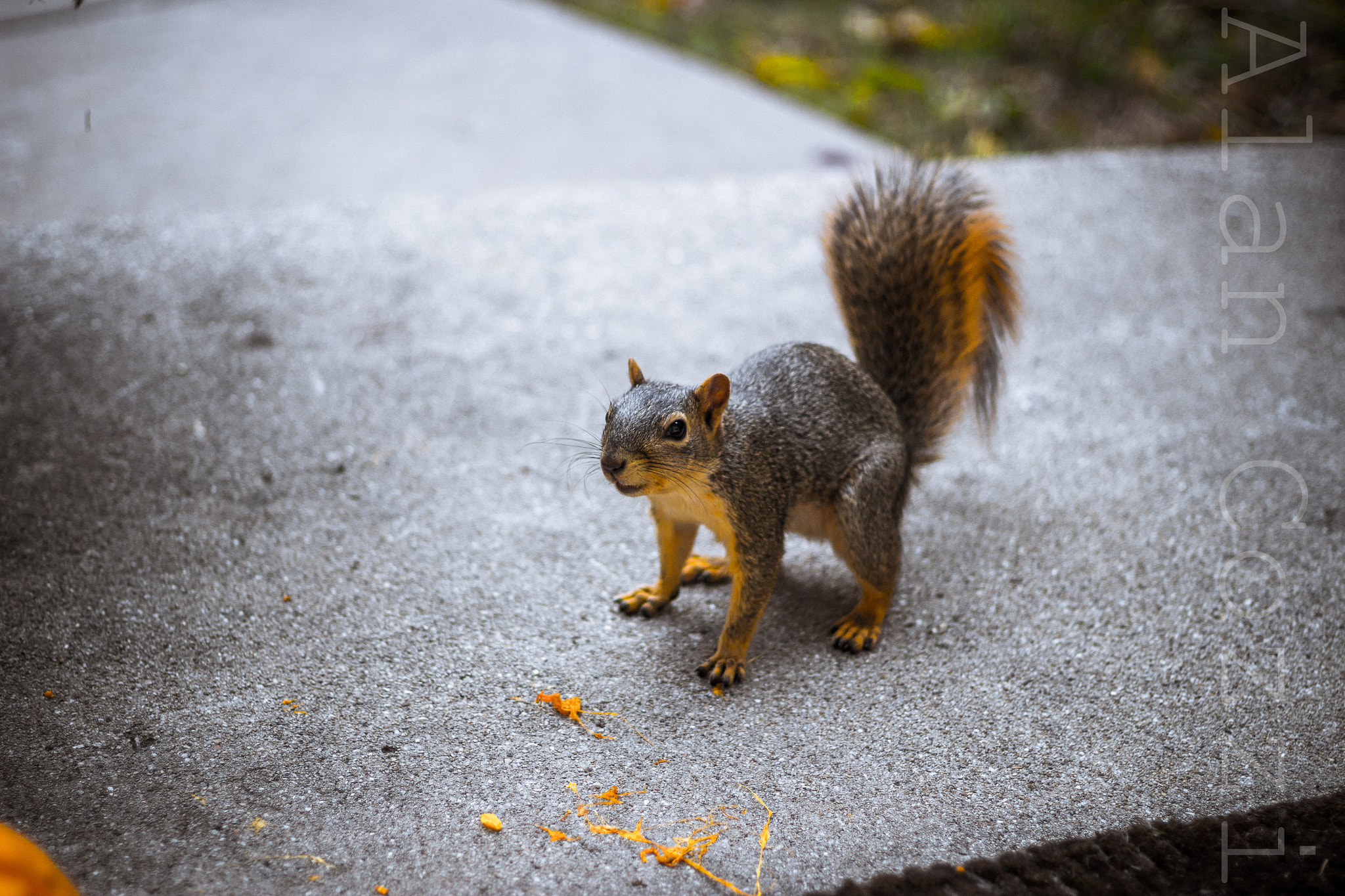 Canon EOS 100D (EOS Rebel SL1 / EOS Kiss X7) sample photo. Squirrel! photography