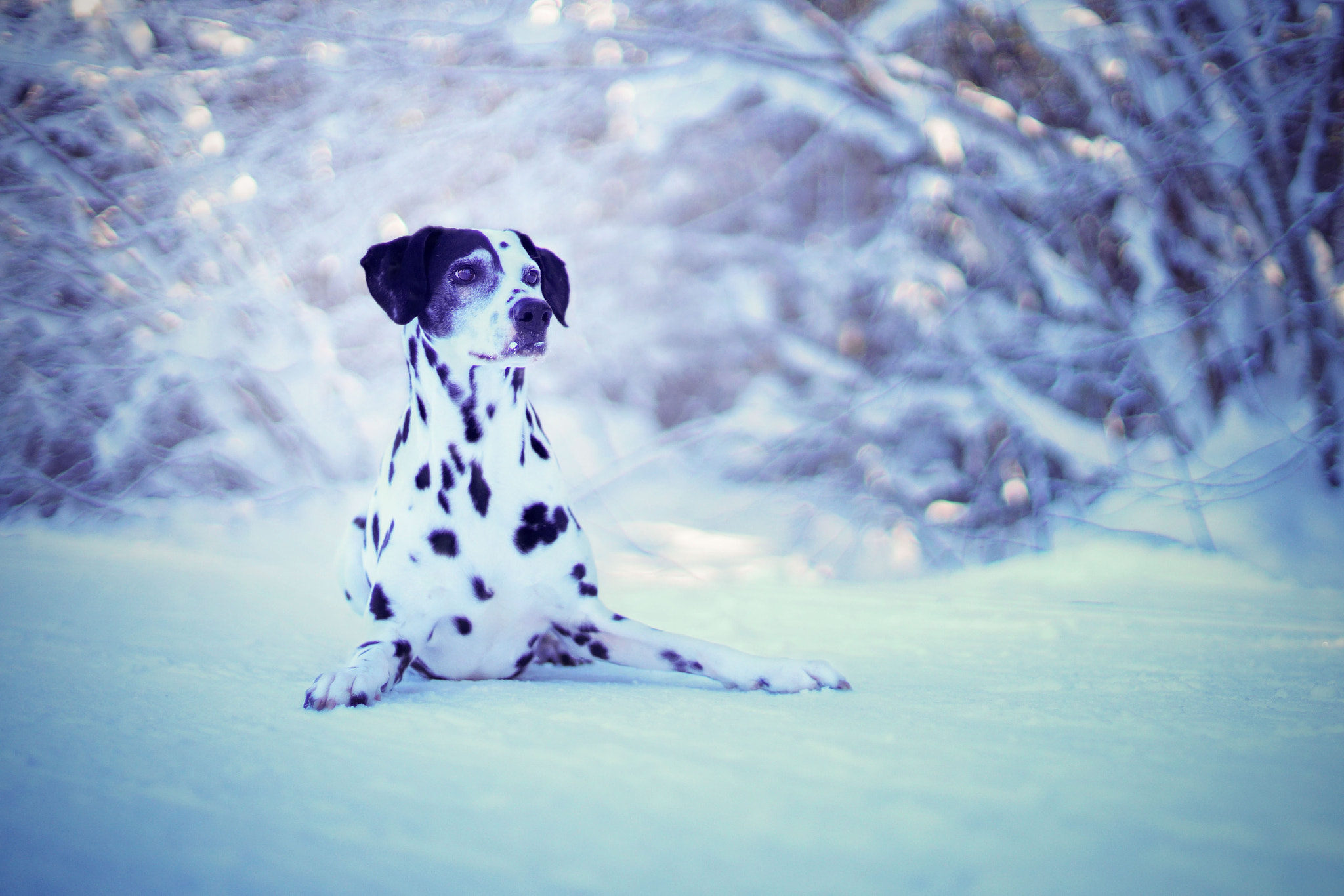 Sony a99 II + Minolta AF 50mm F1.4 [New] sample photo. Winter - time photography