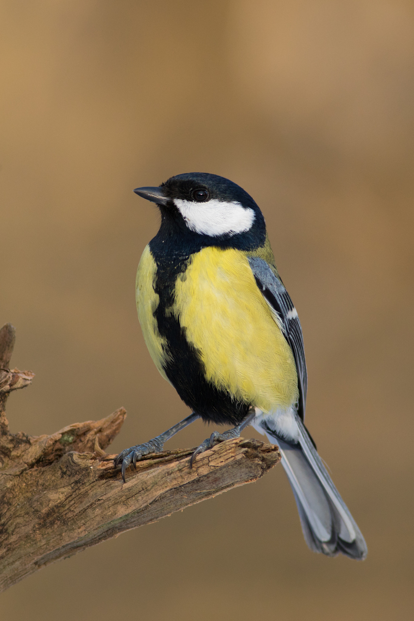 Canon EF 400mm F5.6L USM sample photo. Sýkora koňadra (parus major)

 photography