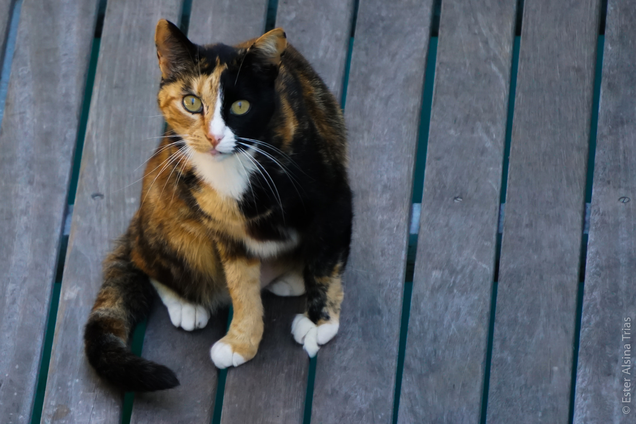 Sony E 55-210mm F4.5-6.3 OSS sample photo. Gat photography