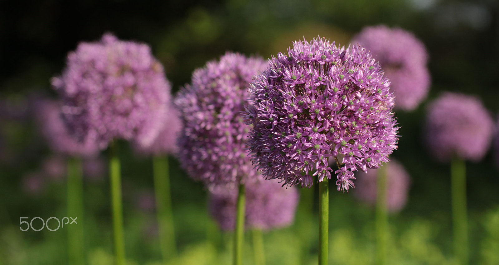 Sigma 50mm F1.4 EX DG HSM sample photo. Flowers photography