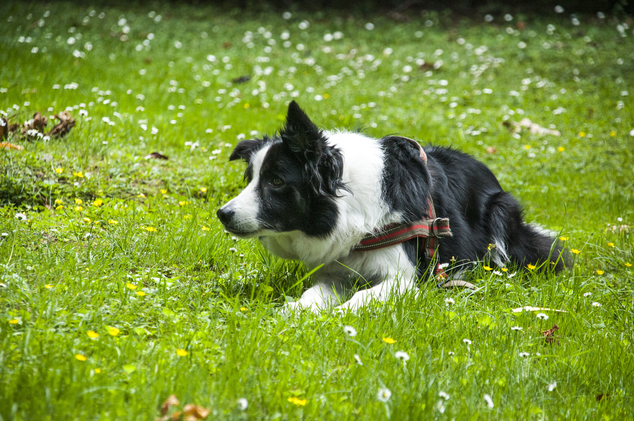 Sigma 18-200mm F3.5-6.3 DC OS HSM sample photo. Dsc photography