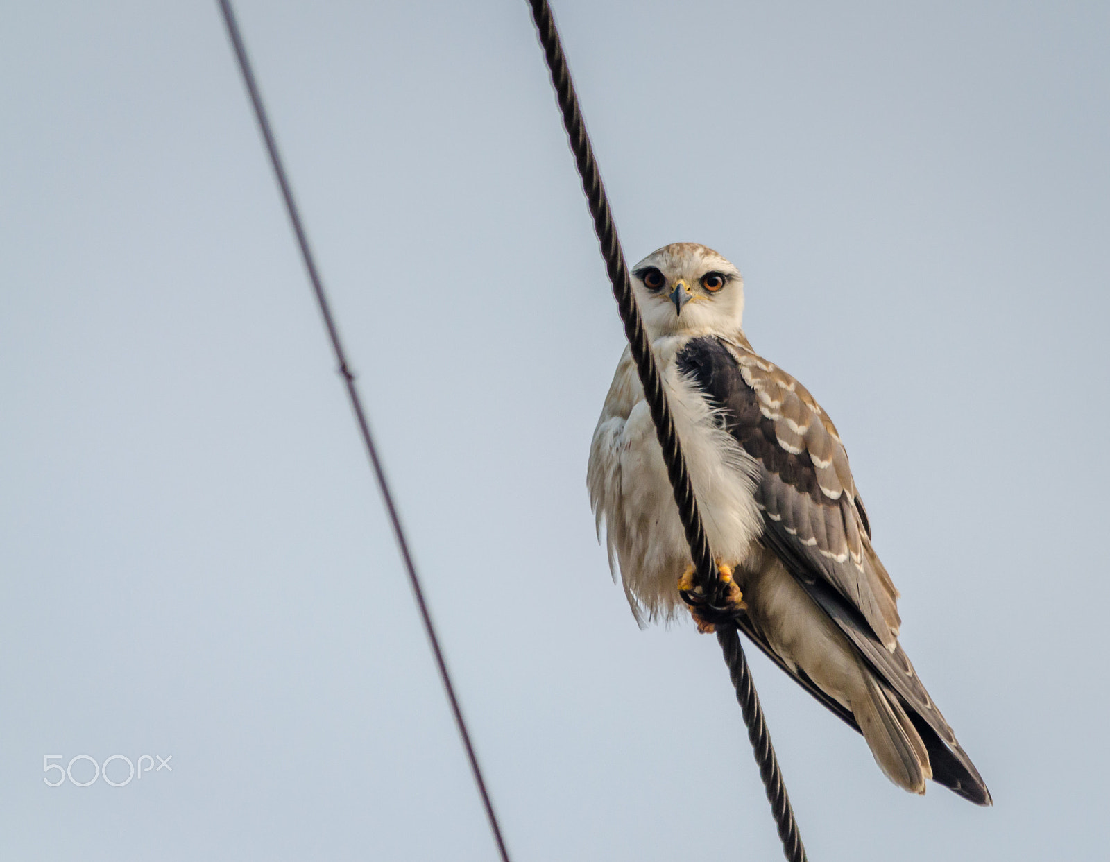 Sigma 150-500mm F5-6.3 DG OS HSM sample photo. Black shouldered kite photography
