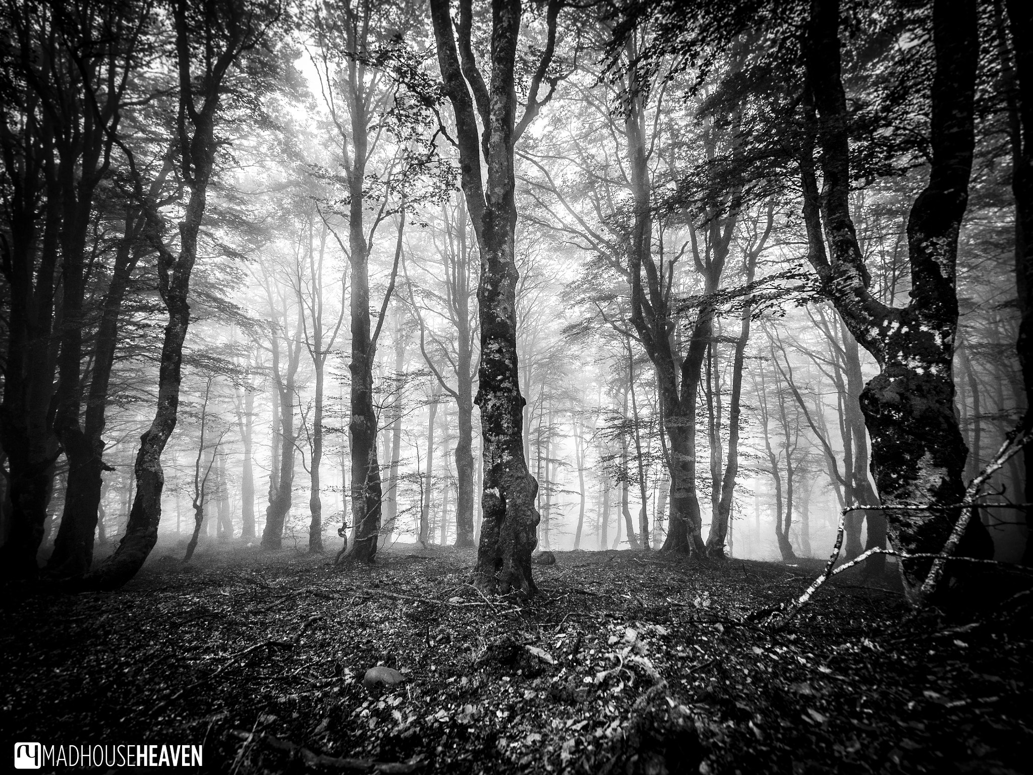 Olympus M.Zuiko Digital ED 7-14mm F2.8 PRO sample photo. Blair witch in montenegro photography