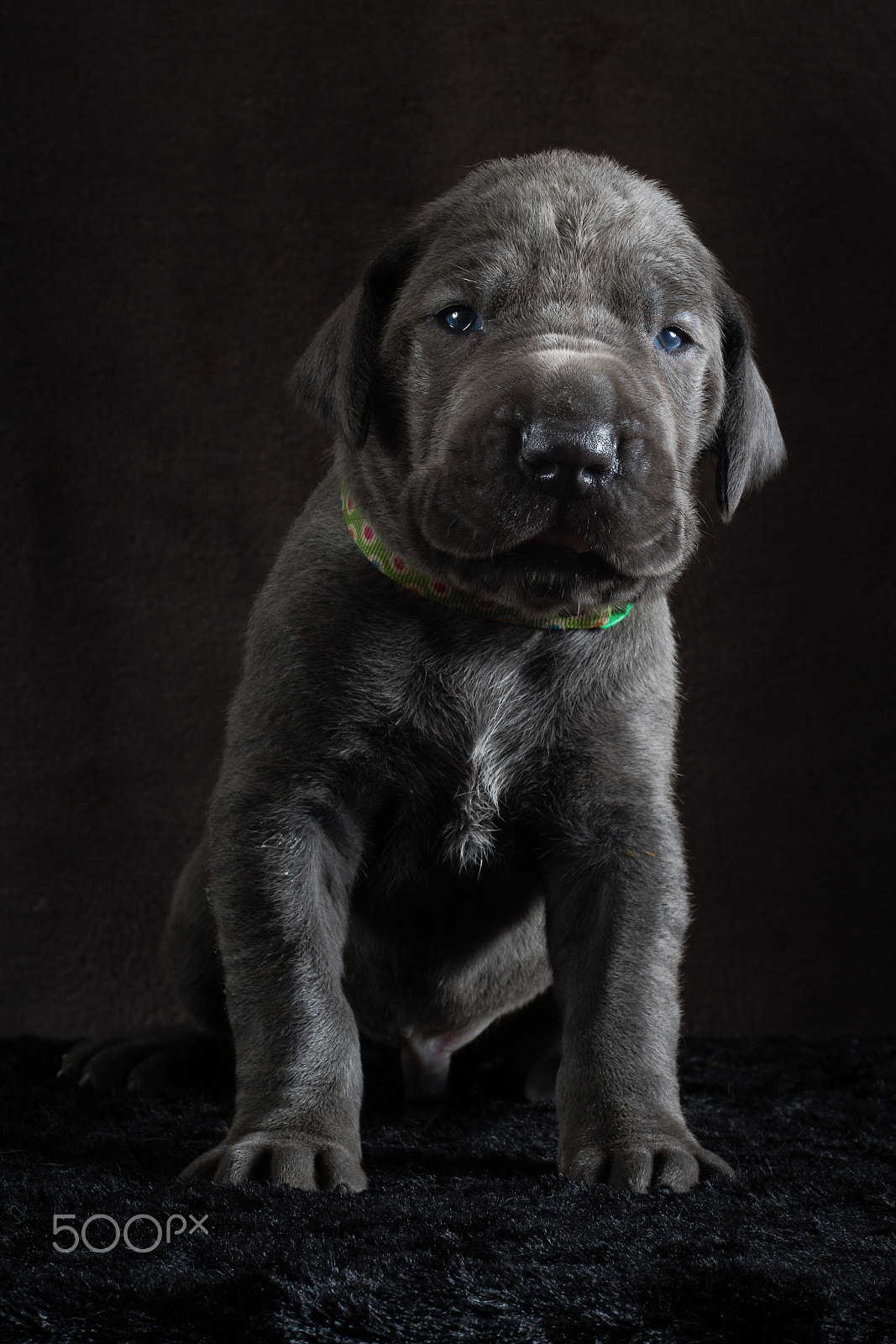 Canon EF 50mm F1.8 II sample photo. Hurro! (even great danes start small!) photography
