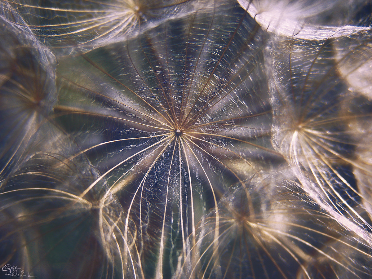 Sony DSC-H5 sample photo. Dandelion #4 photography