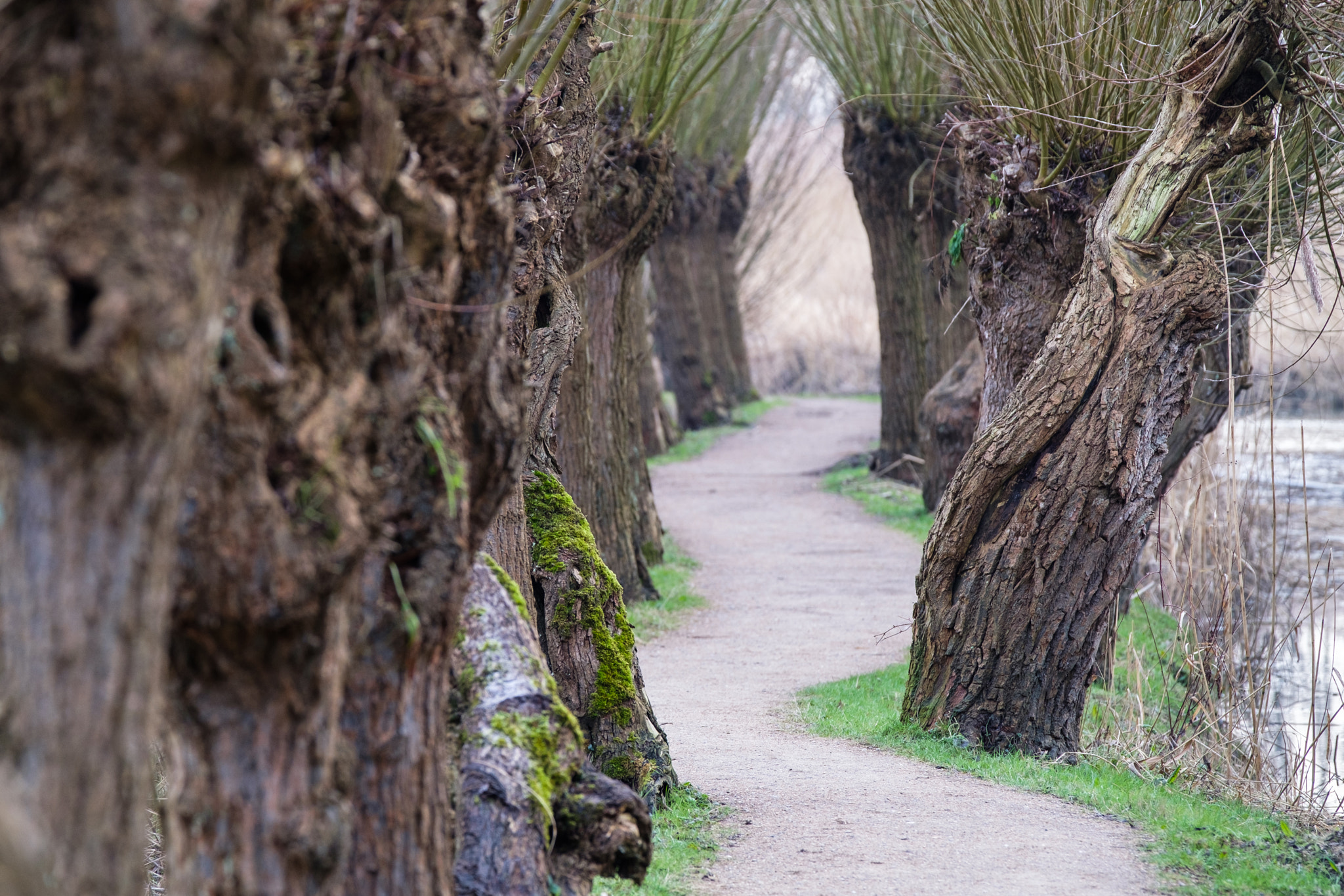 XF50-140mmF2.8 R LM OIS WR + 1.4x sample photo. Between the willows photography