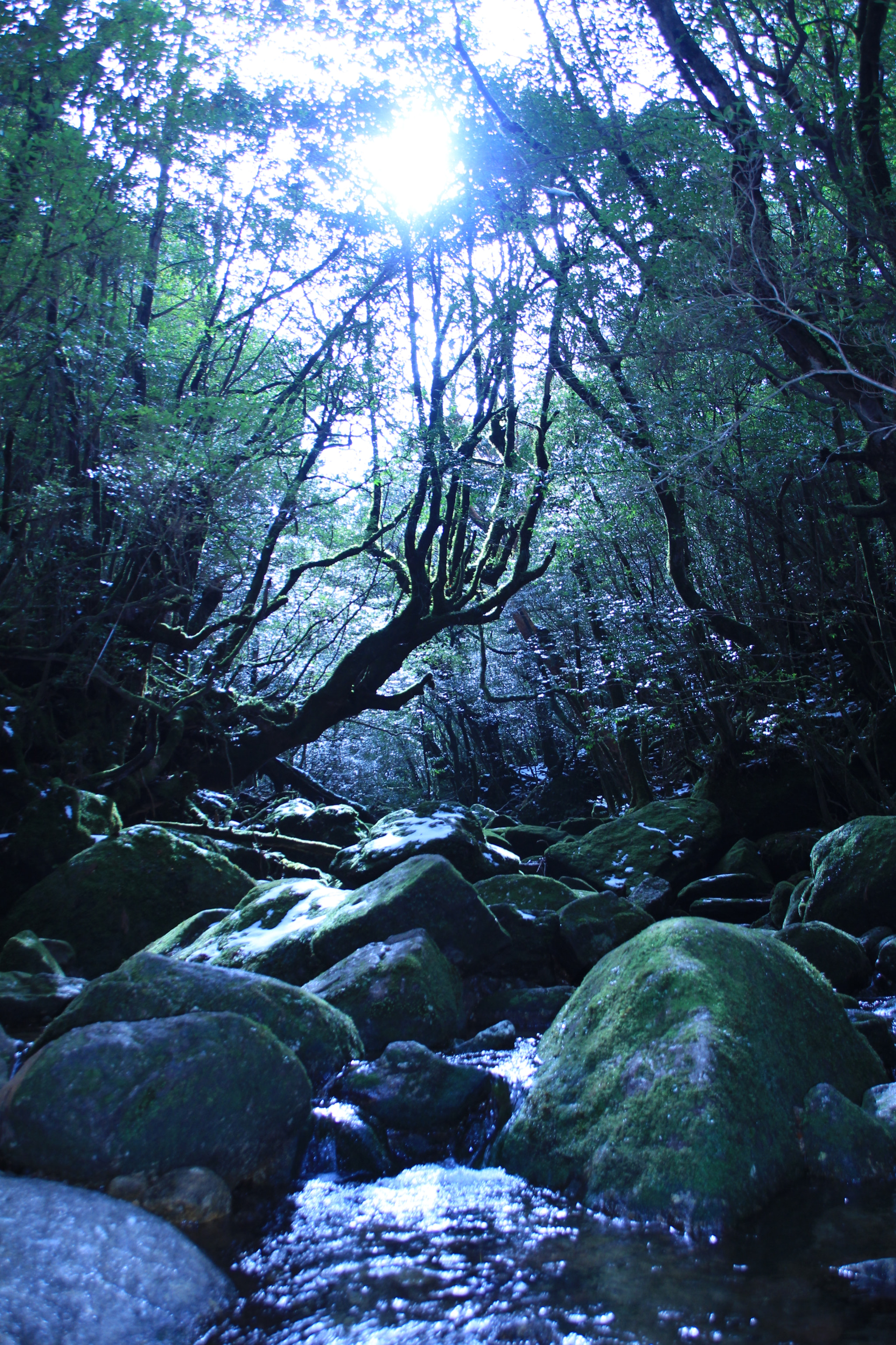 Canon EOS 700D (EOS Rebel T5i / EOS Kiss X7i) + Canon EF 22-55mm f/4-5.6 USM sample photo. Yakushima photography