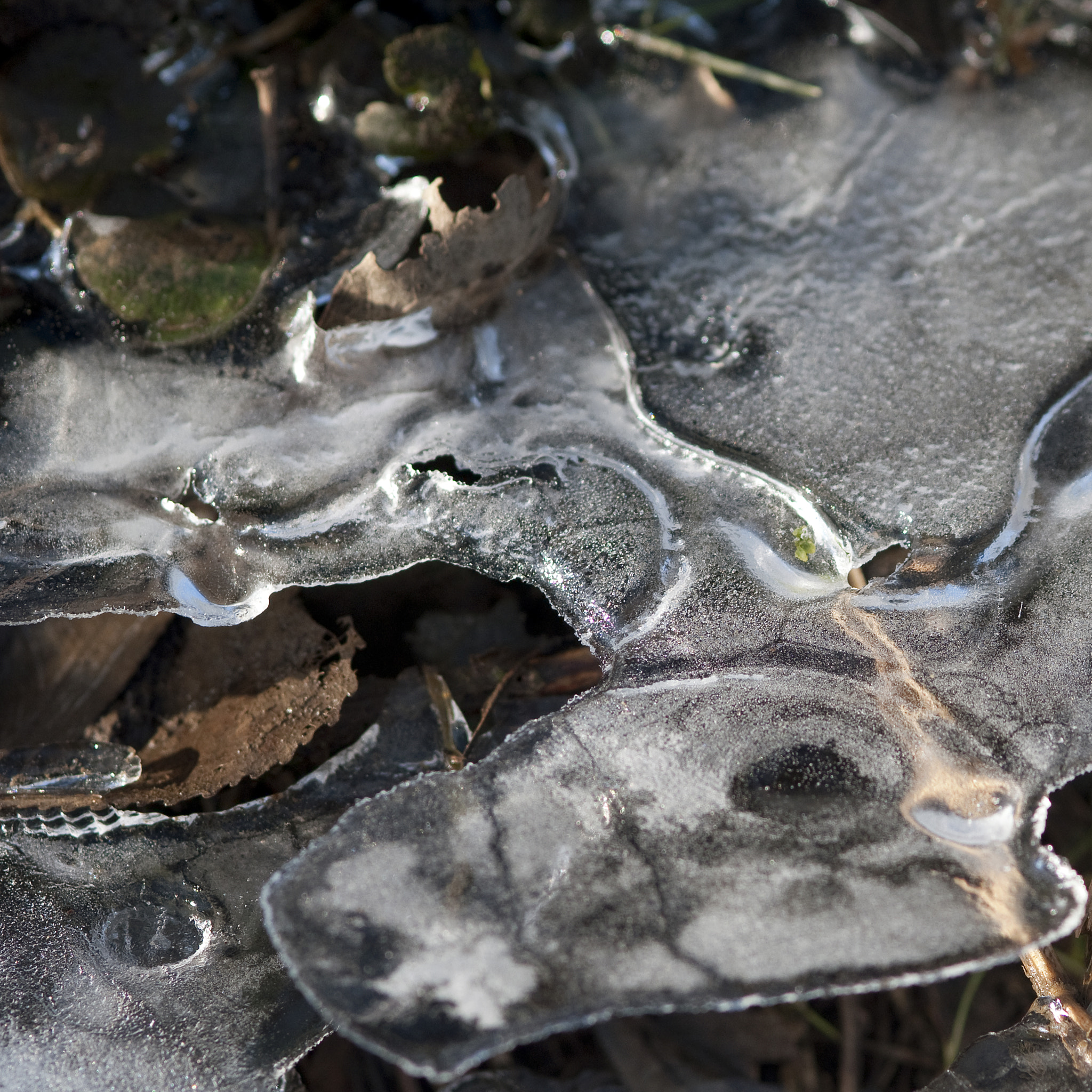 Nikon AF-S Micro-Nikkor 105mm F2.8G IF-ED VR sample photo. Frozen photography