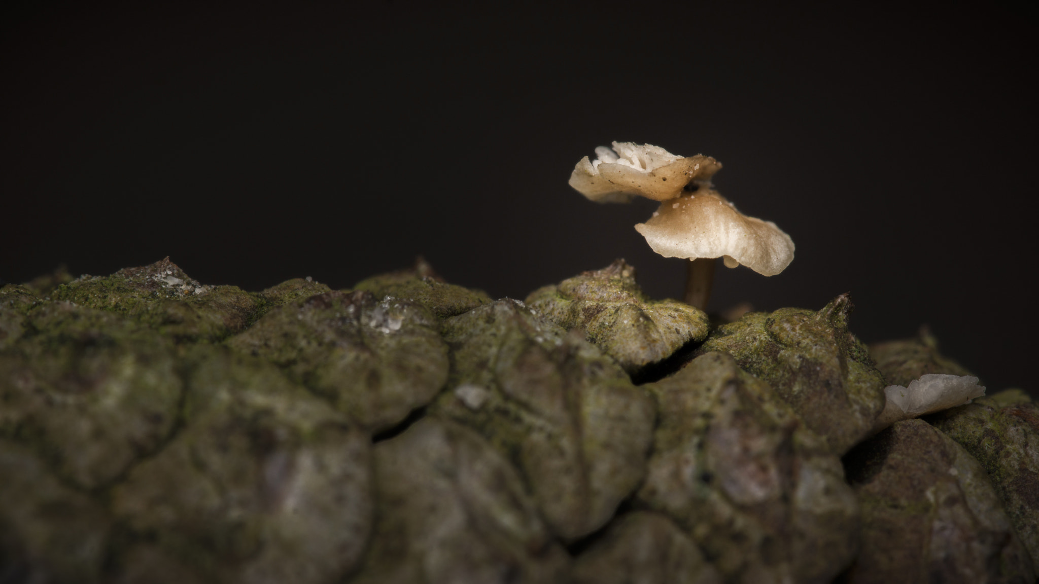 105mm F2.8 sample photo. Fungus growing from a pine cone photography