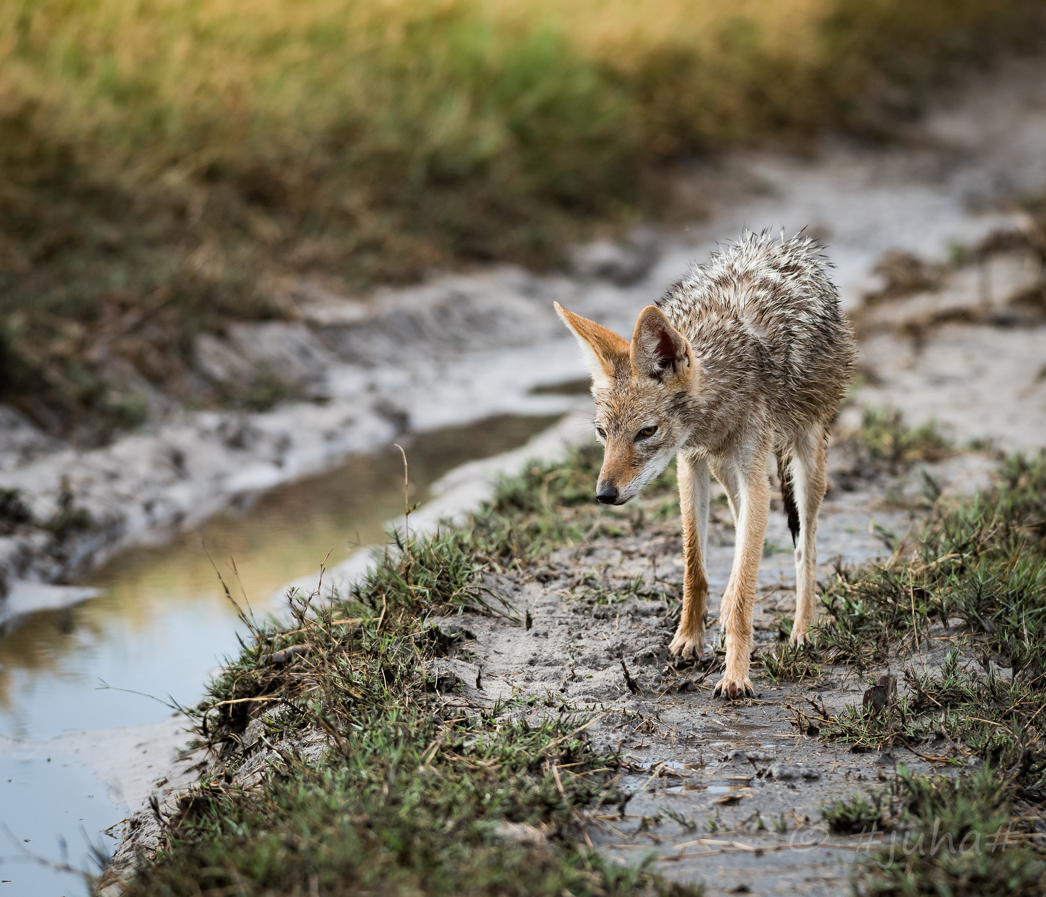 Nikon AF-S Nikkor 300mm F2.8G ED-IF VR sample photo. Jackal savuti marsh photography