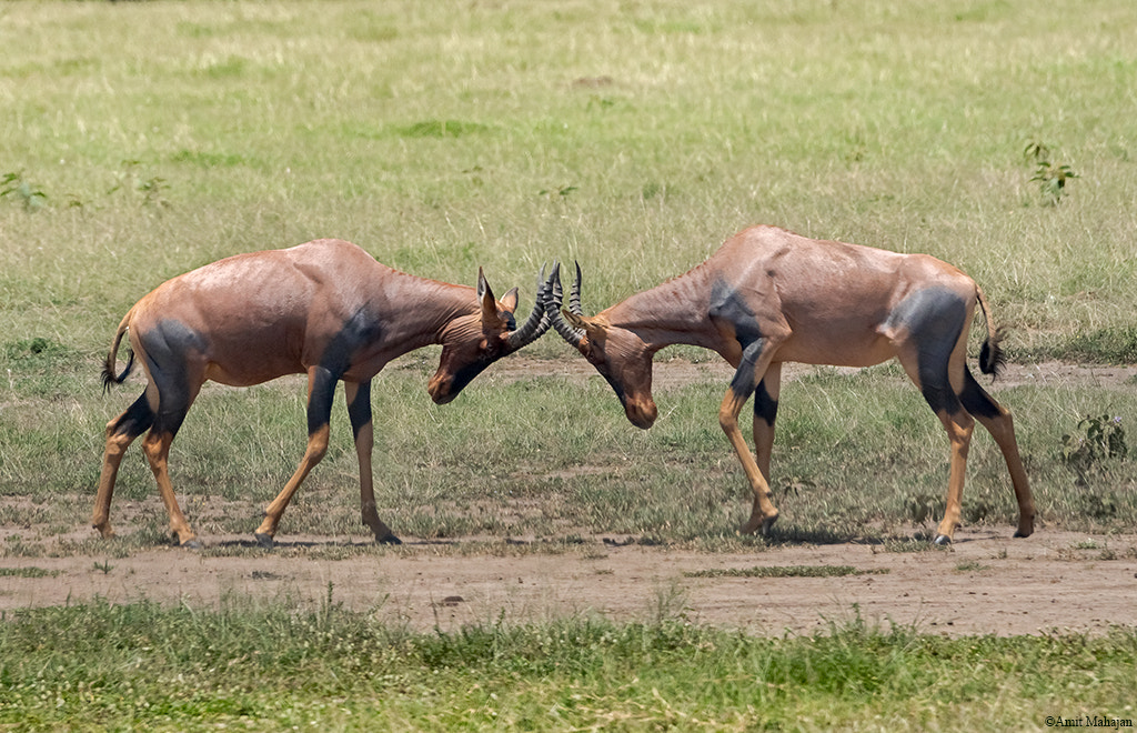 Sony 70-400mm F4-5.6 G SSM II sample photo. Friendly banter photography