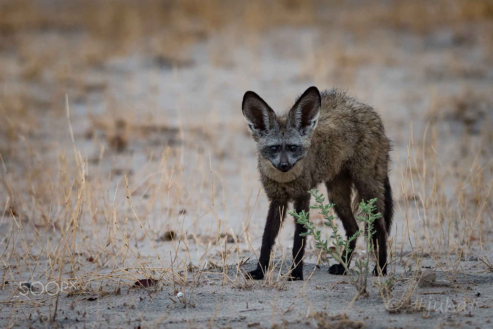 Nikon AF-S Nikkor 300mm F2.8G ED-IF VR sample photo. Kalahari smile photography