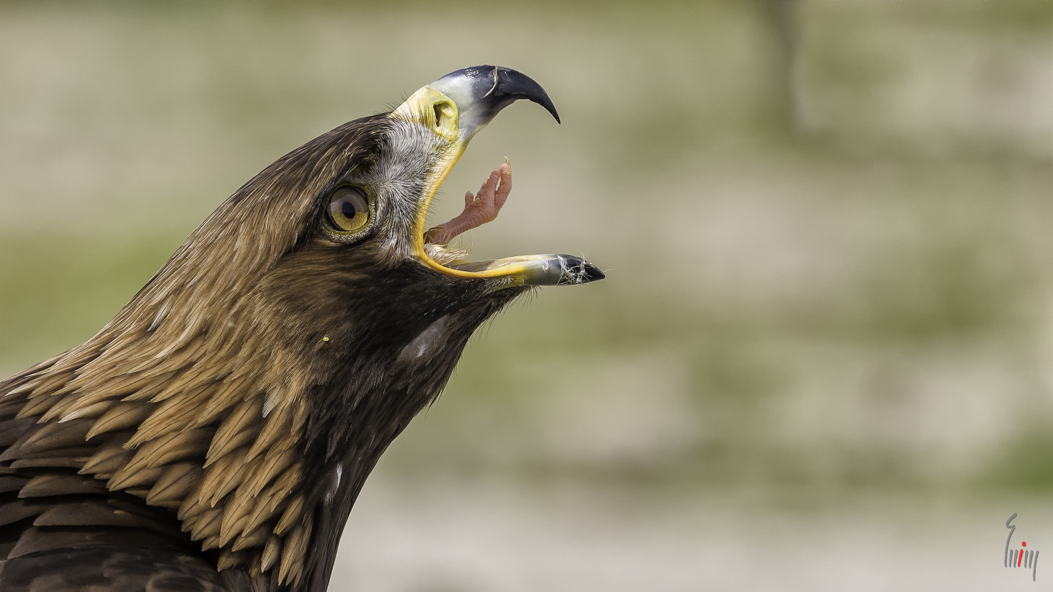 Nikon D300 + Nikon AF-S Nikkor 300mm F4D ED-IF sample photo. Deepthroat photography