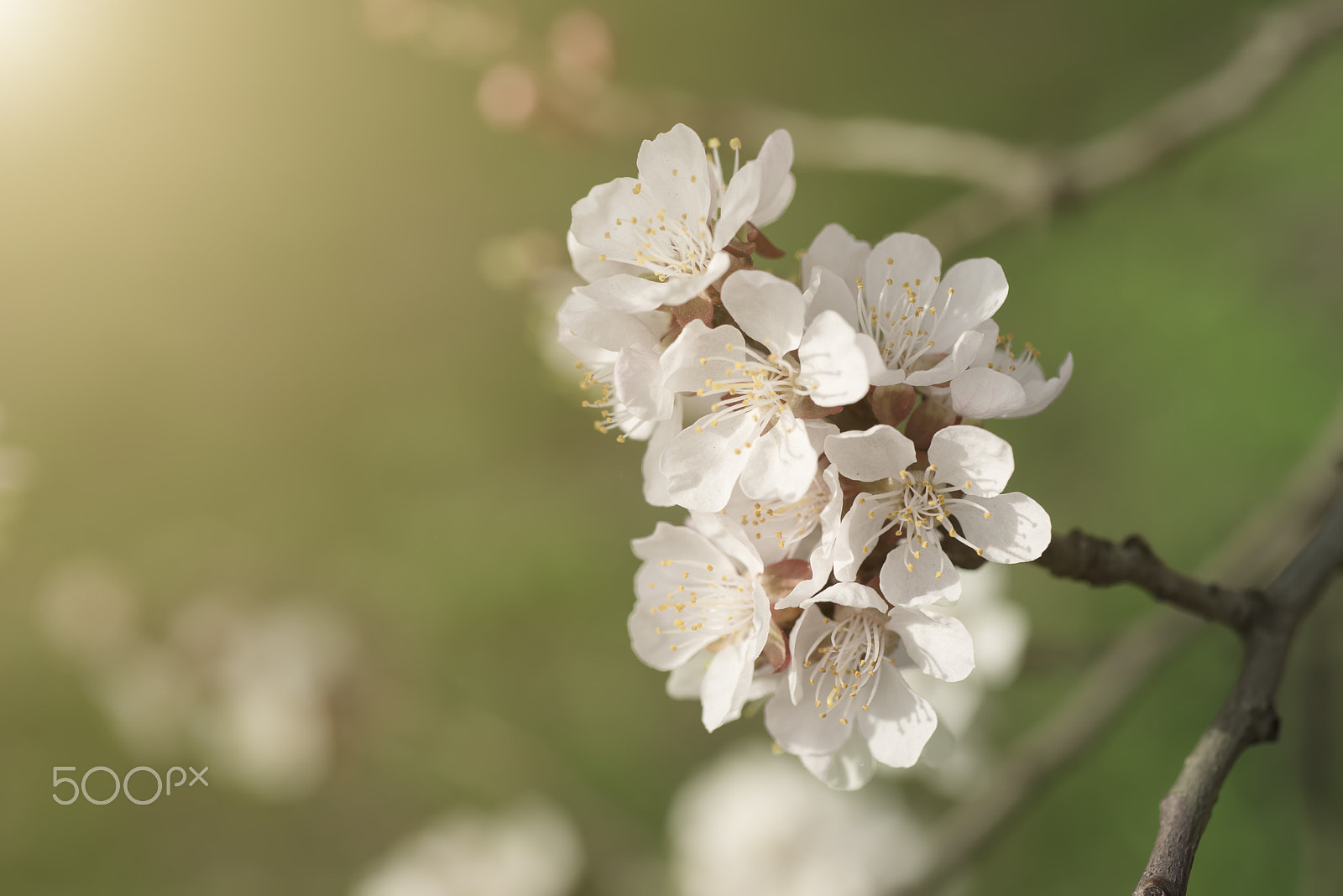 Nikon AF Micro-Nikkor 60mm F2.8D sample photo. Apricot tree flower photography