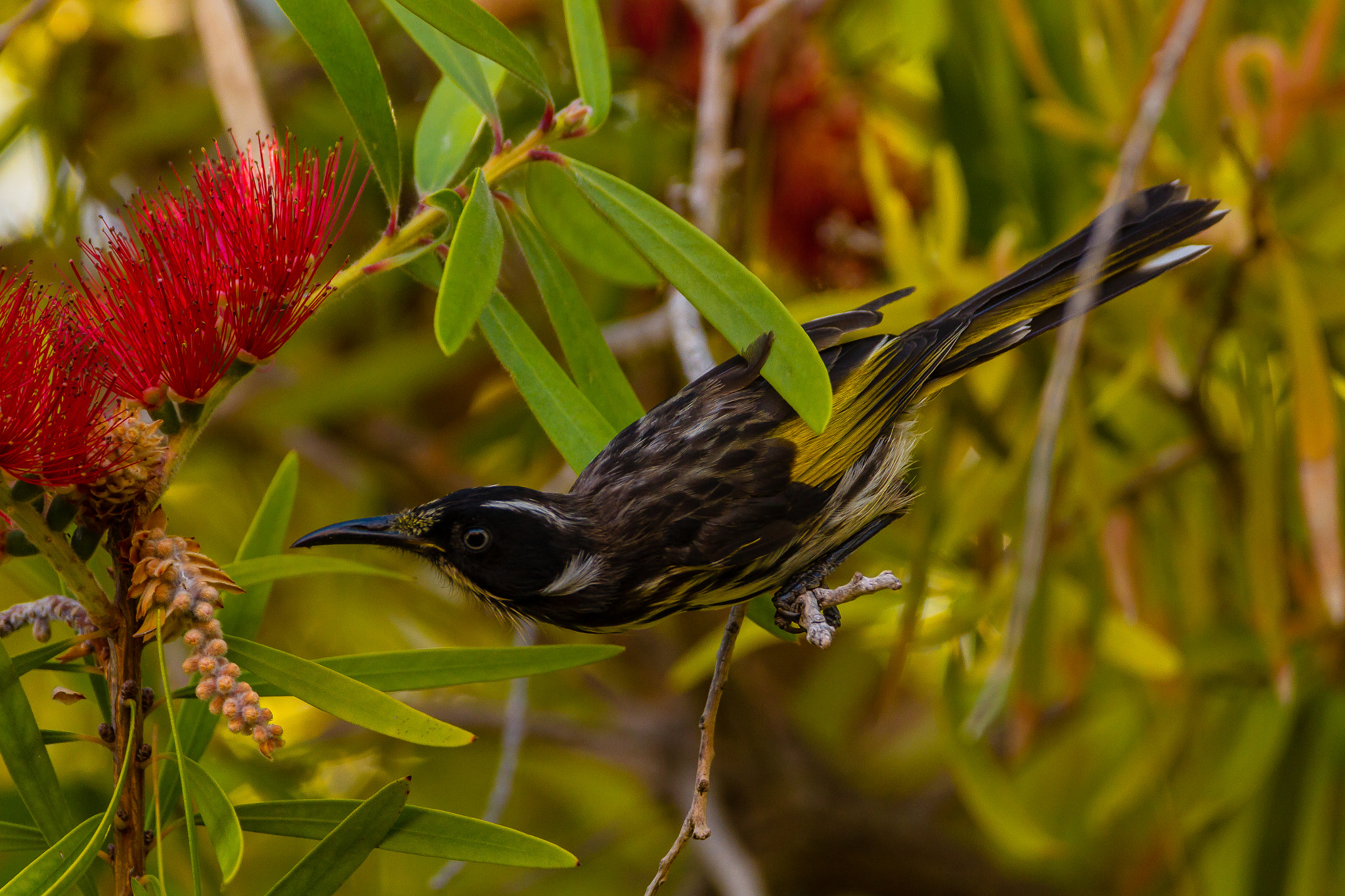 150-600mm F5-6.3 DG OS HSM | Contemporary 015 sample photo. Australia - perth - new holland honeyeater photography
