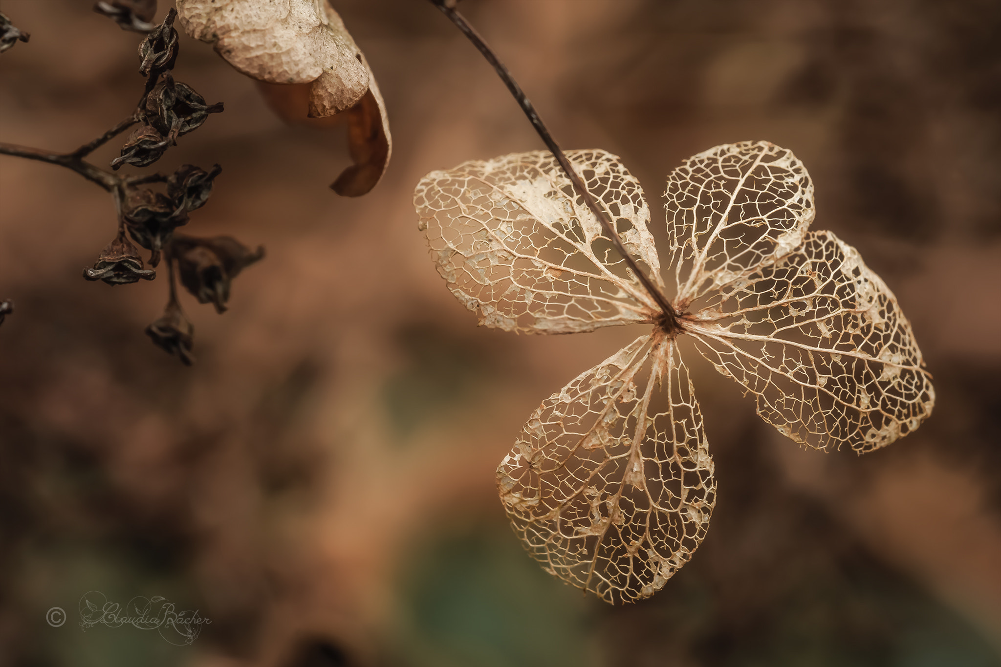 Sony a7R + Sony FE 90mm F2.8 Macro G OSS sample photo. Winterkunst / winter art photography