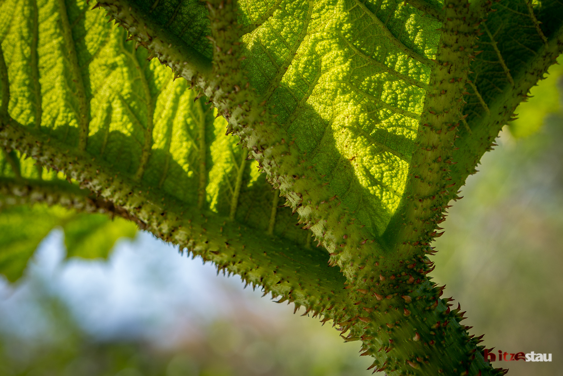 Nikon AF-S Micro-Nikkor 60mm F2.8G ED sample photo. Leaf with thorns photography