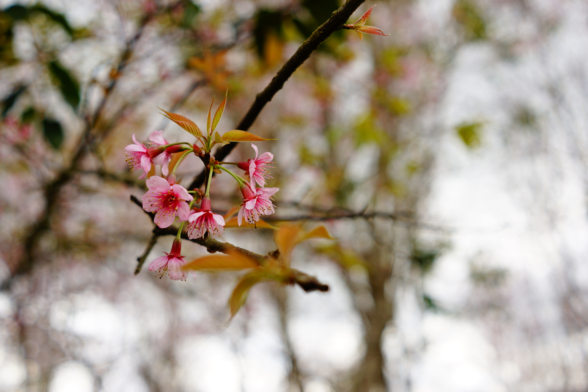 Sony FE 28mm F2 sample photo. Untitled photography