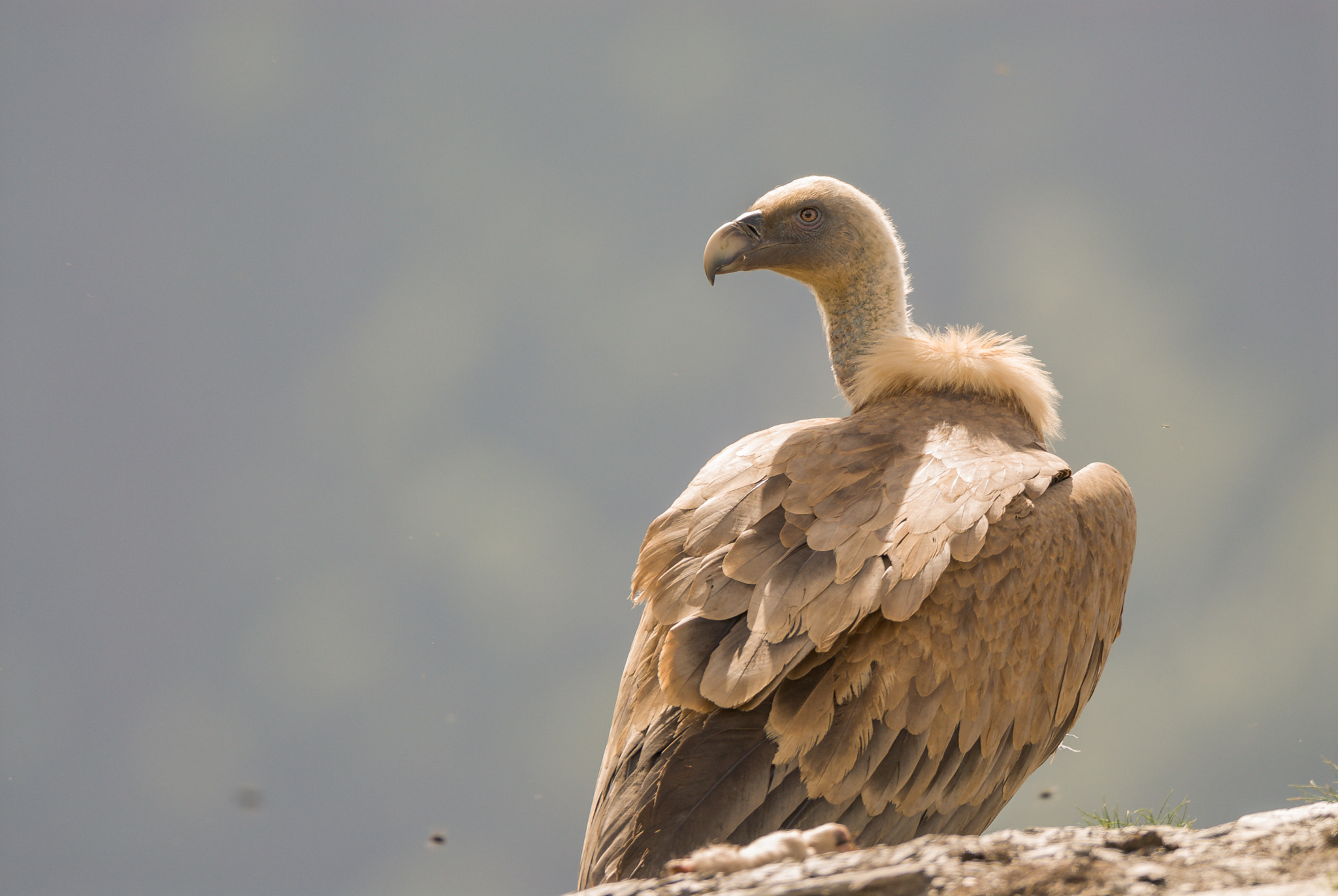 Nikon AF-S Nikkor 300mm F2.8G ED VR II sample photo. Buitre photography