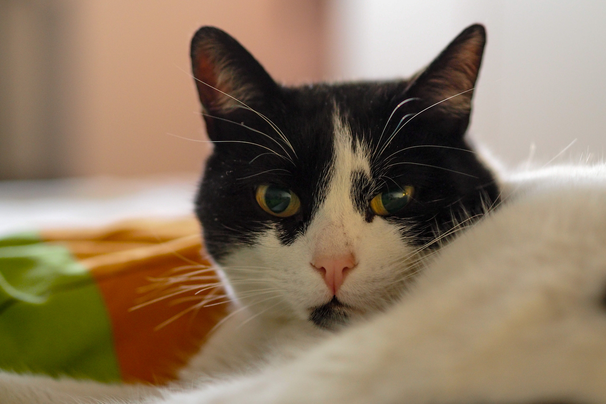 Olympus OM-D E-M10 + Olympus M.Zuiko Digital 45mm F1.8 sample photo. Relaxing cat photography