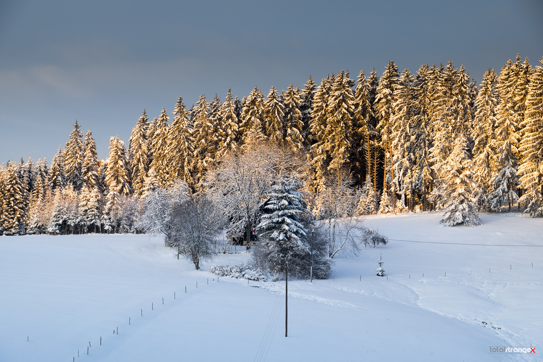 Fujifilm X-T10 + Fujifilm XF 18-135mm F3.5-5.6 R LM OIS WR sample photo. Black forest photography