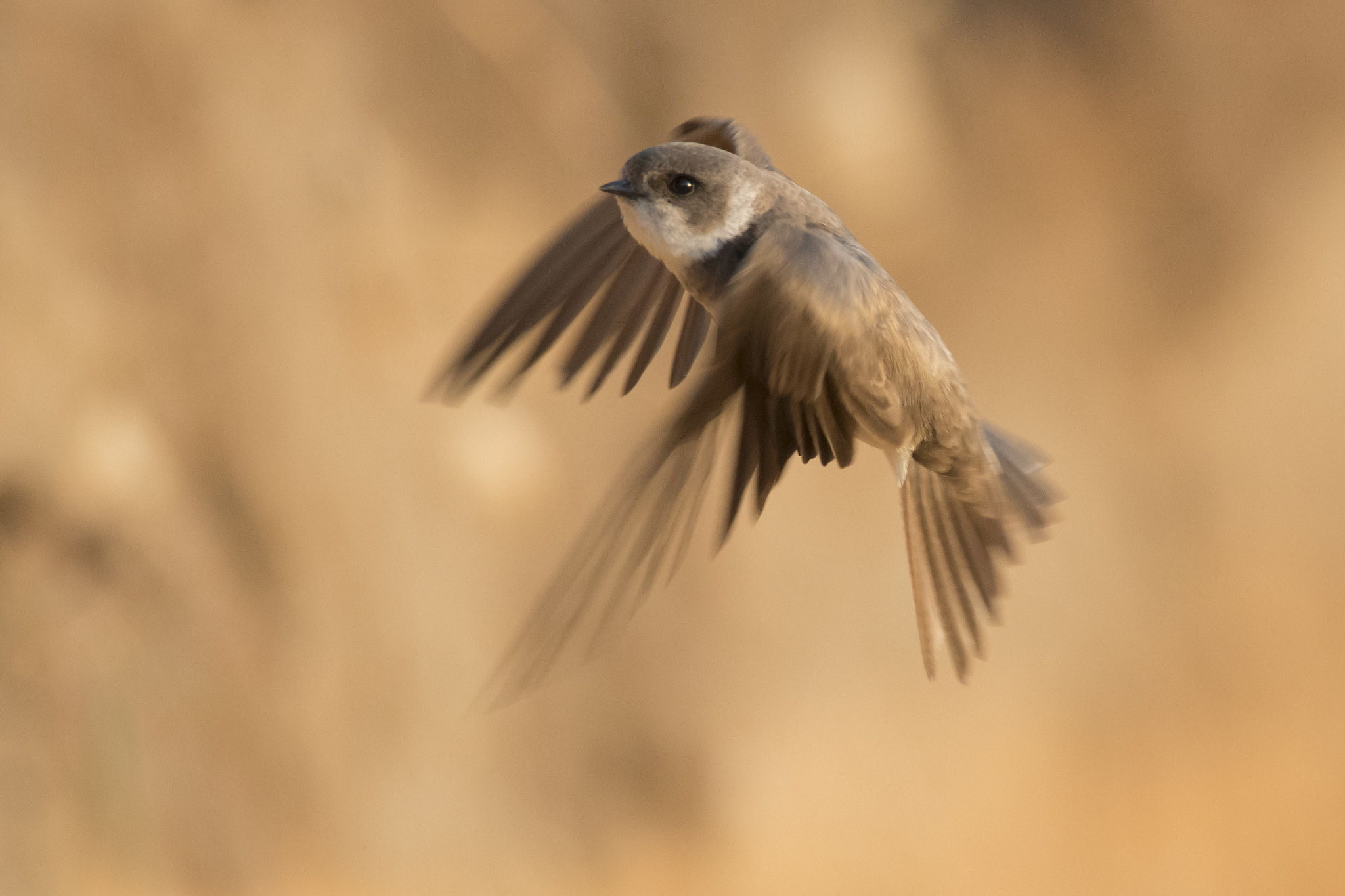 Nikon D500 + Nikon AF-S Nikkor 300mm F4D ED-IF sample photo. Sand martin in flight photography