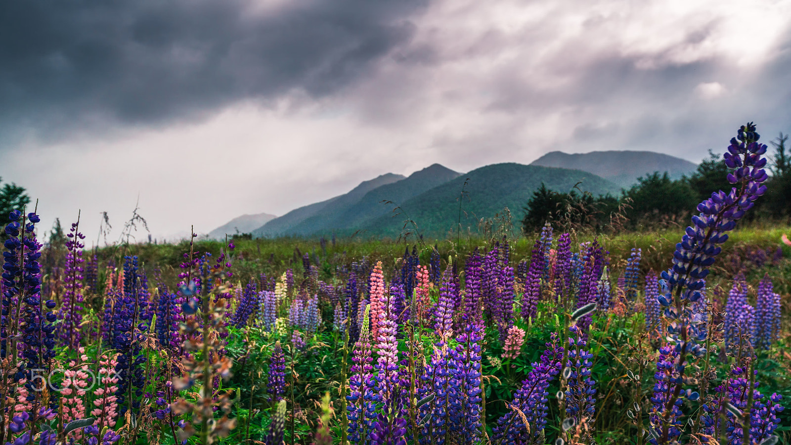 Sony a7R II + Canon EF 16-35mm F2.8L II USM sample photo. The life in the field photography