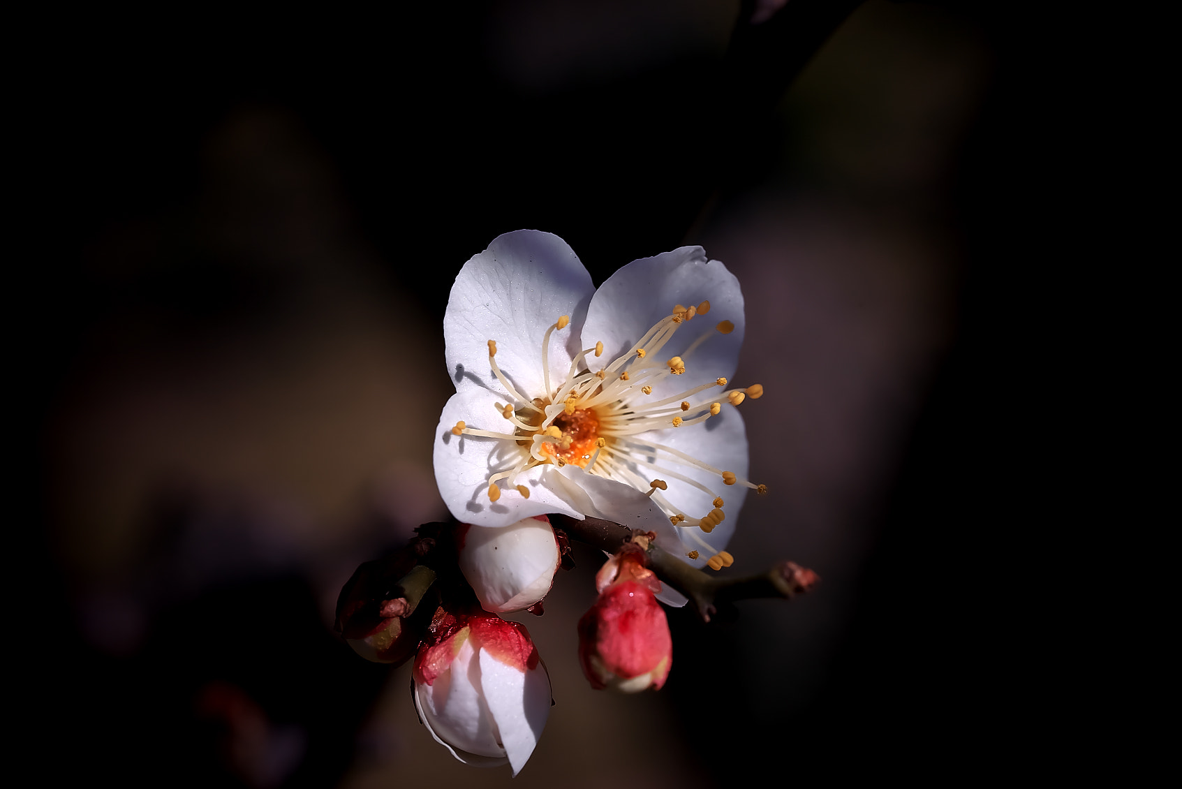Sony a7R + Sony FE 90mm F2.8 Macro G OSS sample photo. Plum・・白梅 photography