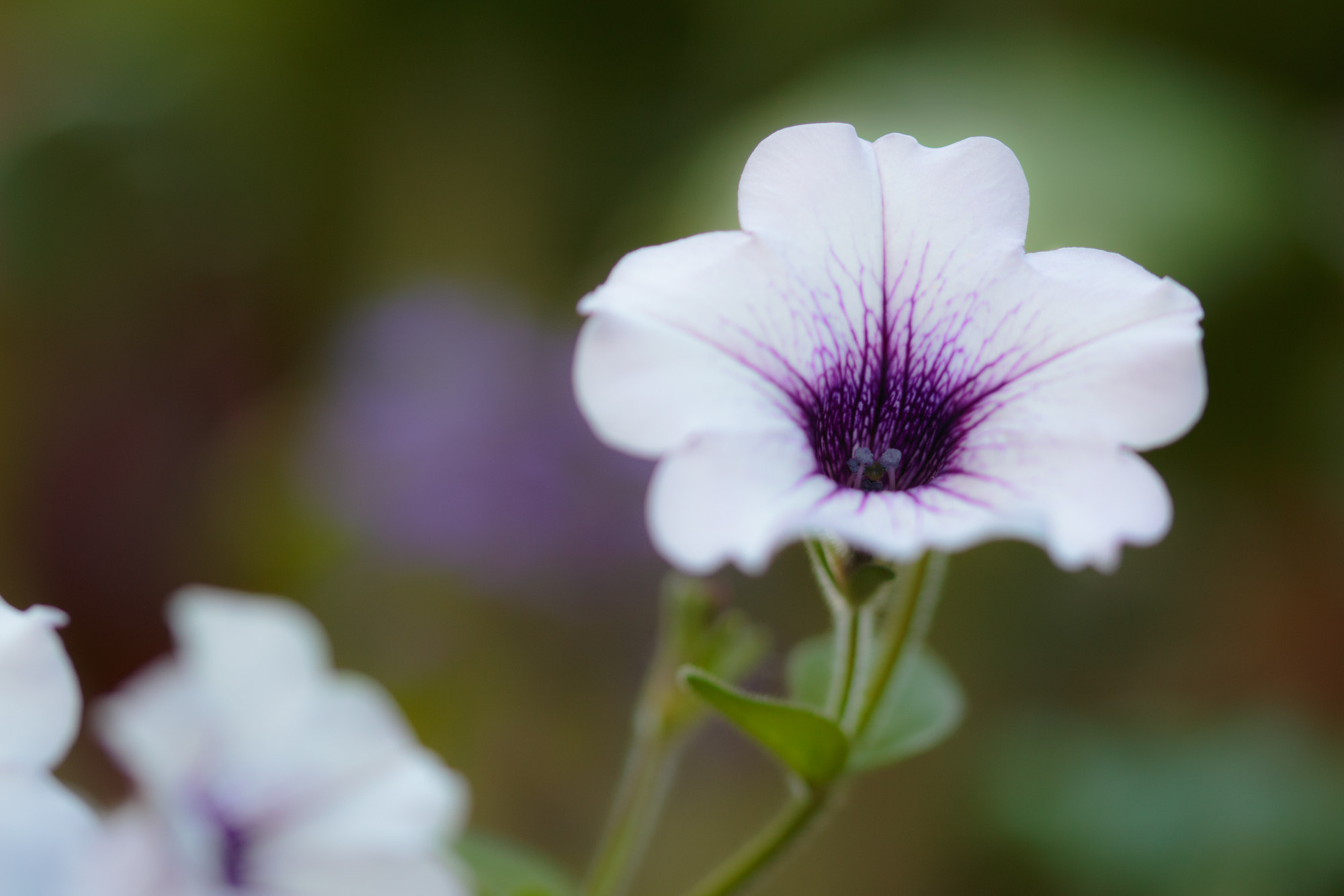 Sigma 105mm F2.8 EX DG OS HSM sample photo. Nature  photography