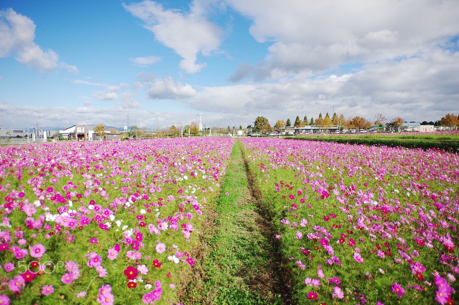 Pentax K-3 sample photo. Lovely path photography