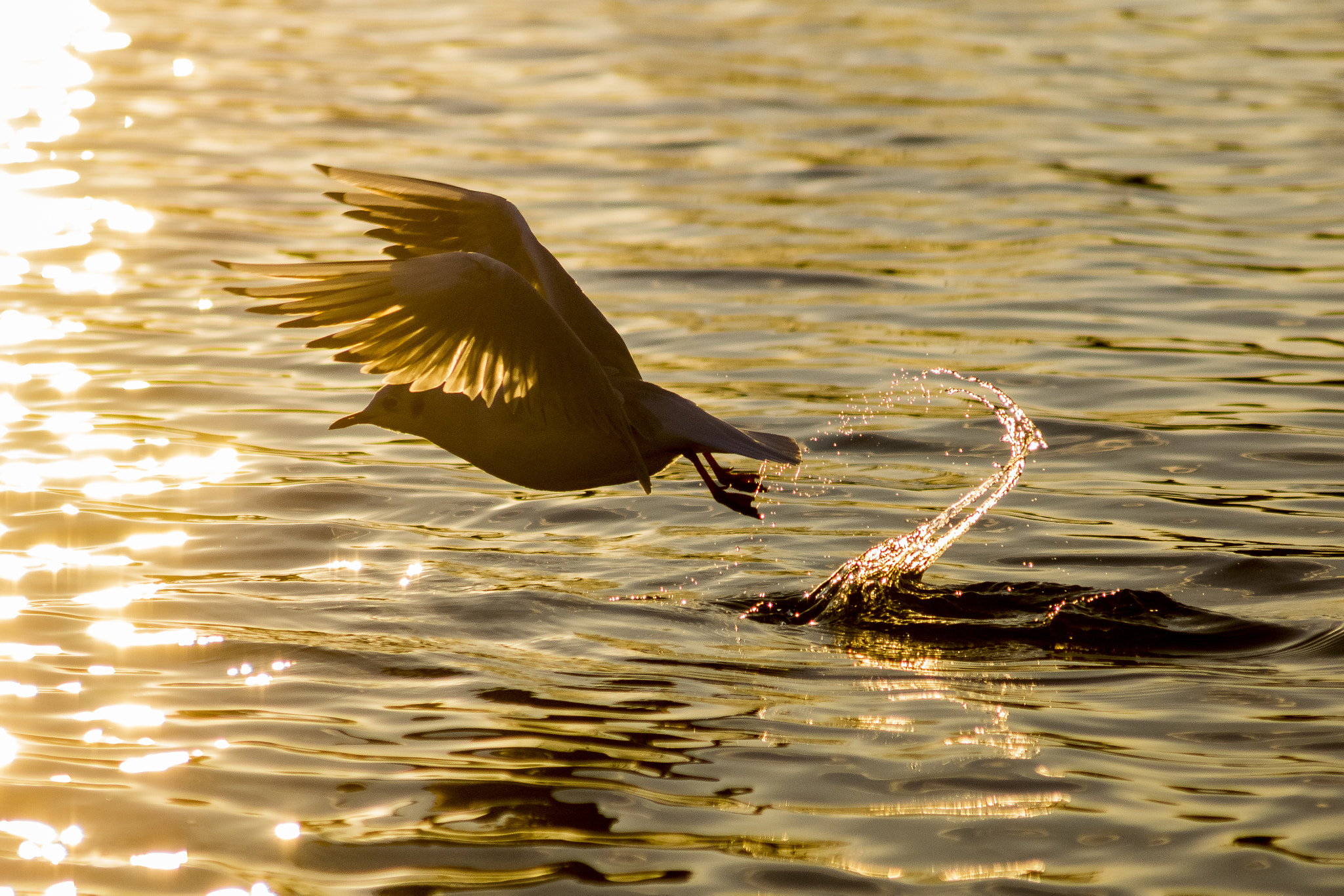 Sony SLT-A65 (SLT-A65V) + Sigma 70-300mm F4-5.6 DL Macro sample photo. Into the sunset photography