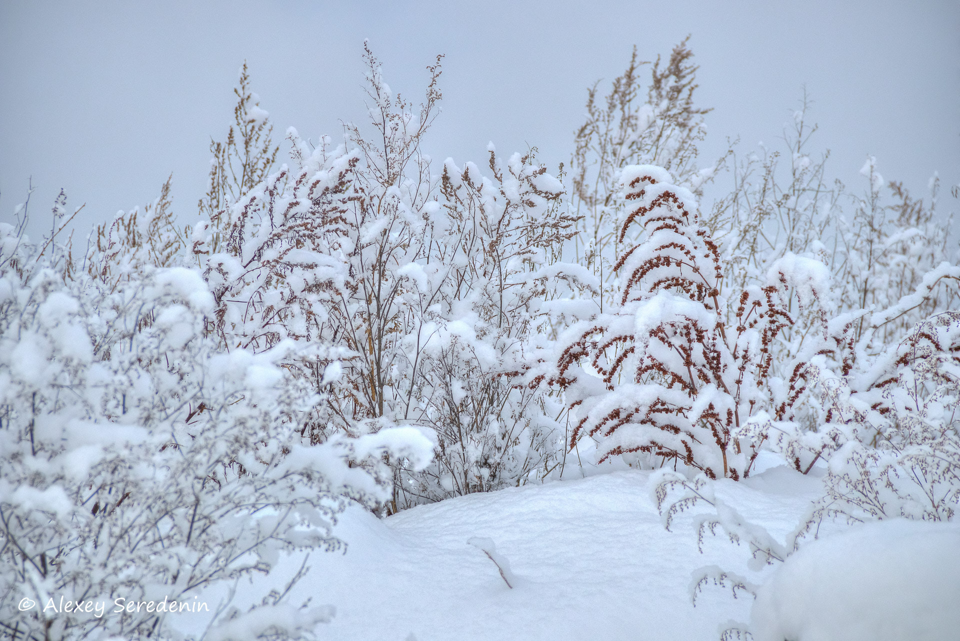Canon EF-S 18-135mm F3.5-5.6 IS sample photo. The grass under the snow. photography