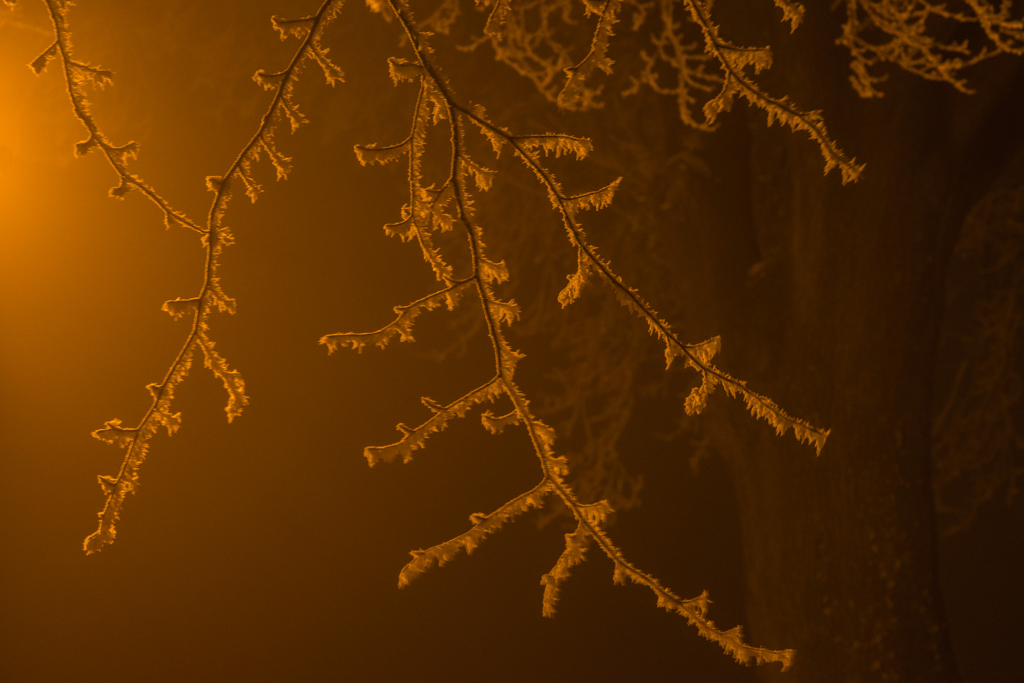 Sony a7R + Sony FE 70-200mm F4 G OSS sample photo. Frost photography