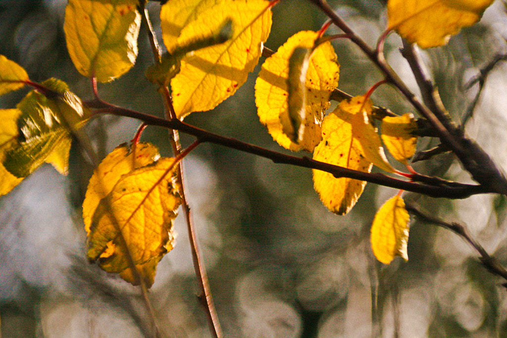 Canon EF 90-300mm F4.5-5.6 USM sample photo. Resti dell'inverno photography