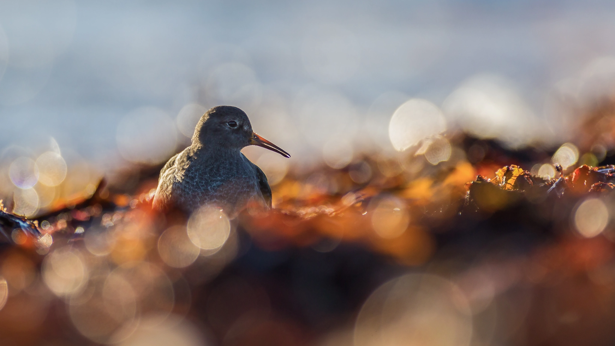 Canon EF 300mm f/2.8L + 1.4x sample photo. In the red sea photography