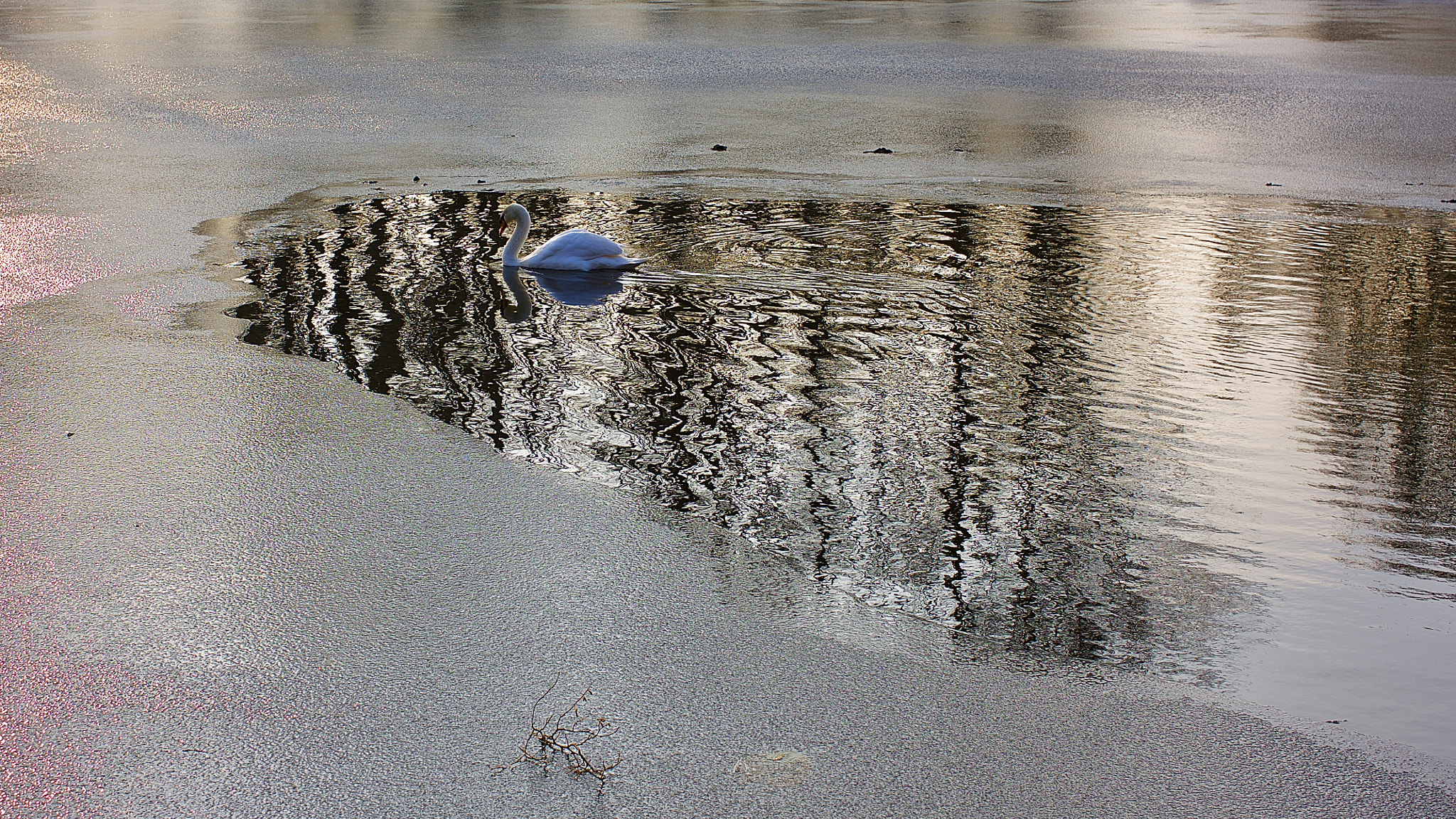 Canon EOS-1Ds Mark III sample photo. Series swan photography
