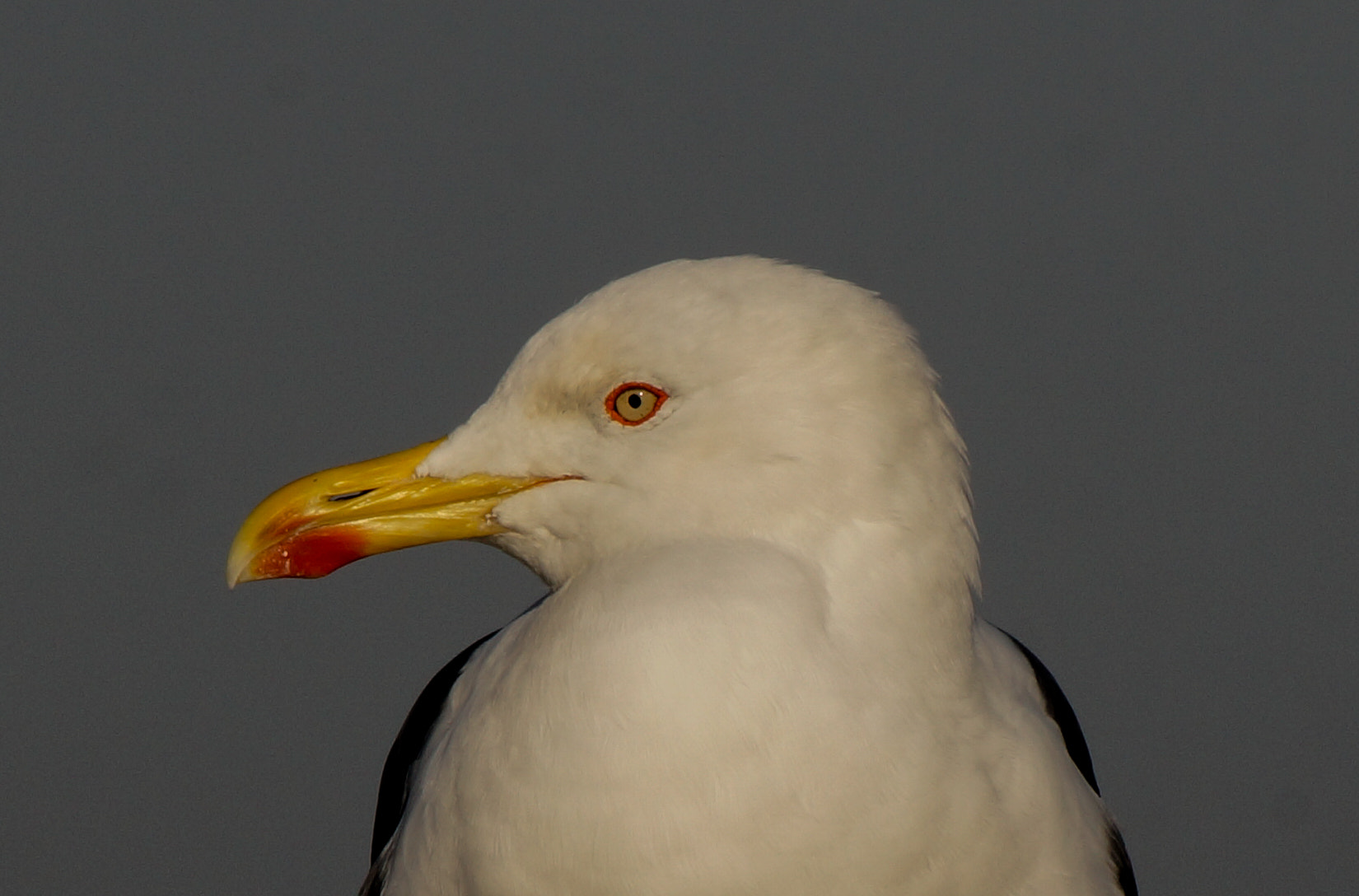 Sony Alpha NEX-5N sample photo. Baltic seagull photography