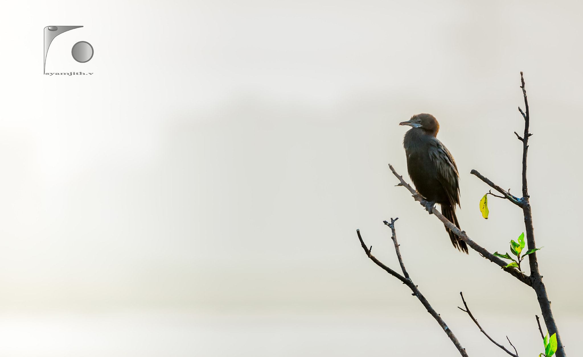 150-600mm F5-6.3 DG OS HSM | Contemporary 015 sample photo. Little cormorant photography
