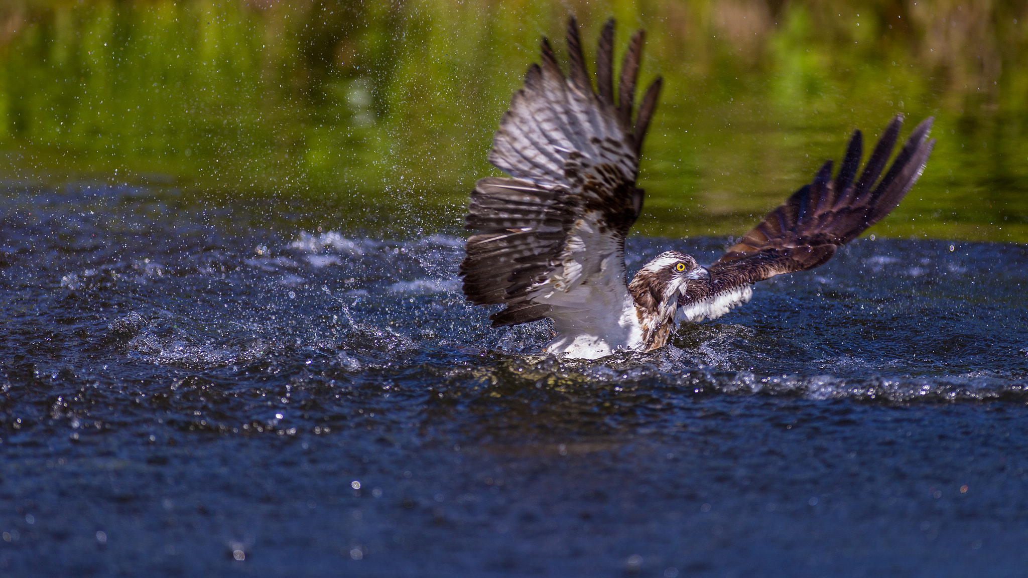 Canon EOS-1D X + Canon EF 300mm f/2.8L sample photo. Osprey photography