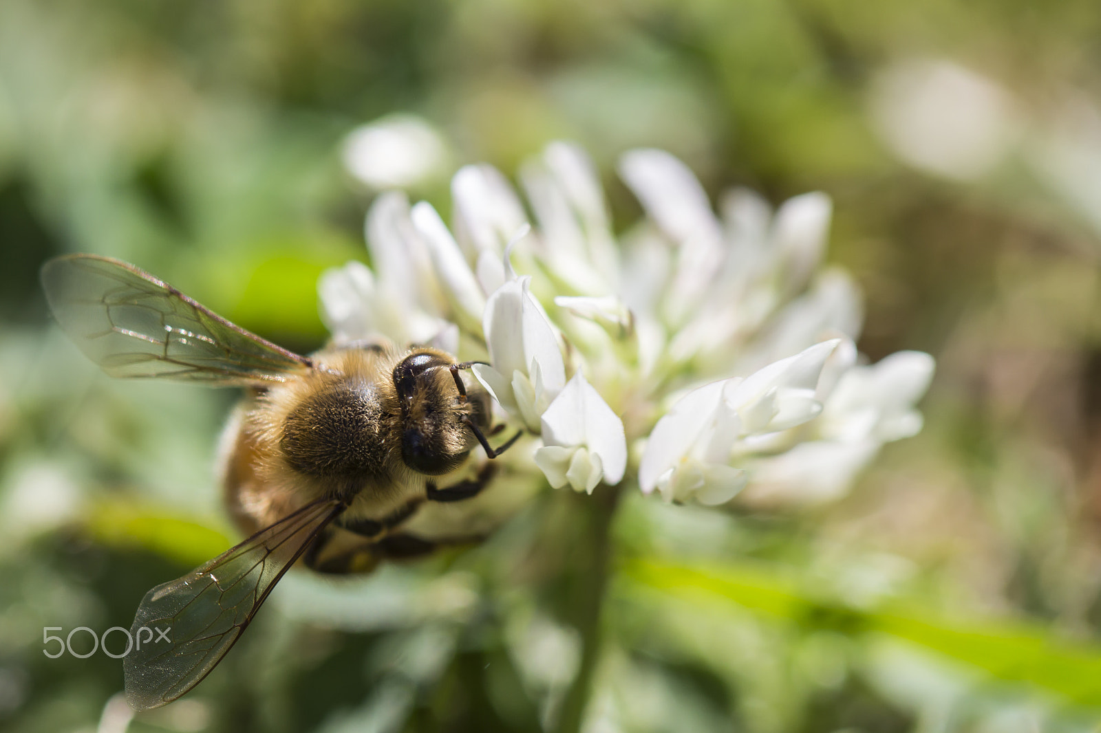 Canon EF 100mm F2.8 Macro USM sample photo. Making honey while it shines photography
