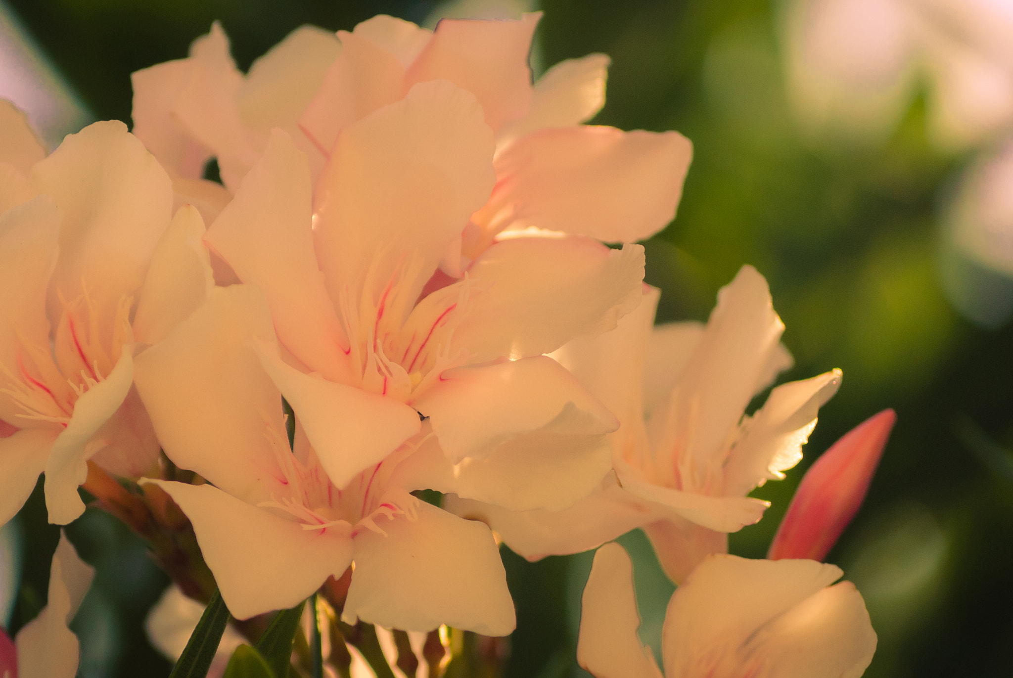 Nikon D40X sample photo. Open your heart photography