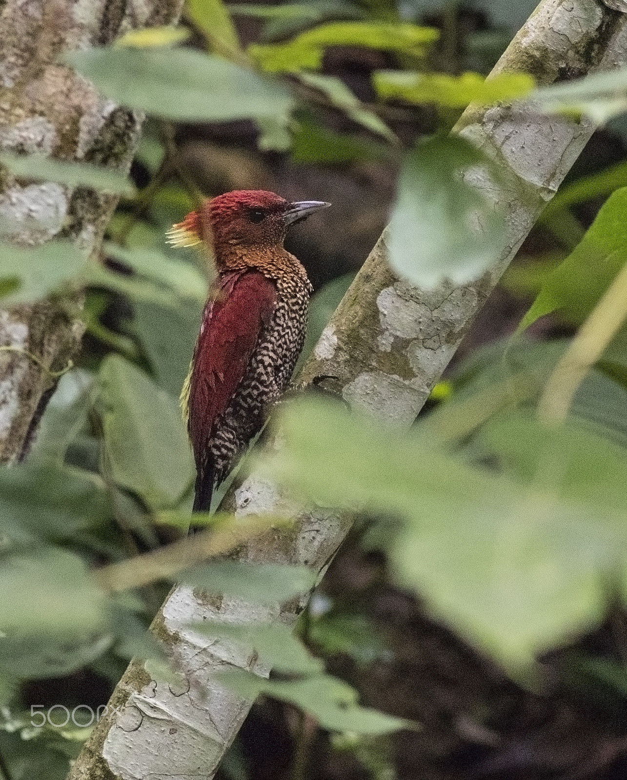 Canon EOS 80D + Canon EF 400mm F5.6L USM sample photo. Banded woodpecker photography