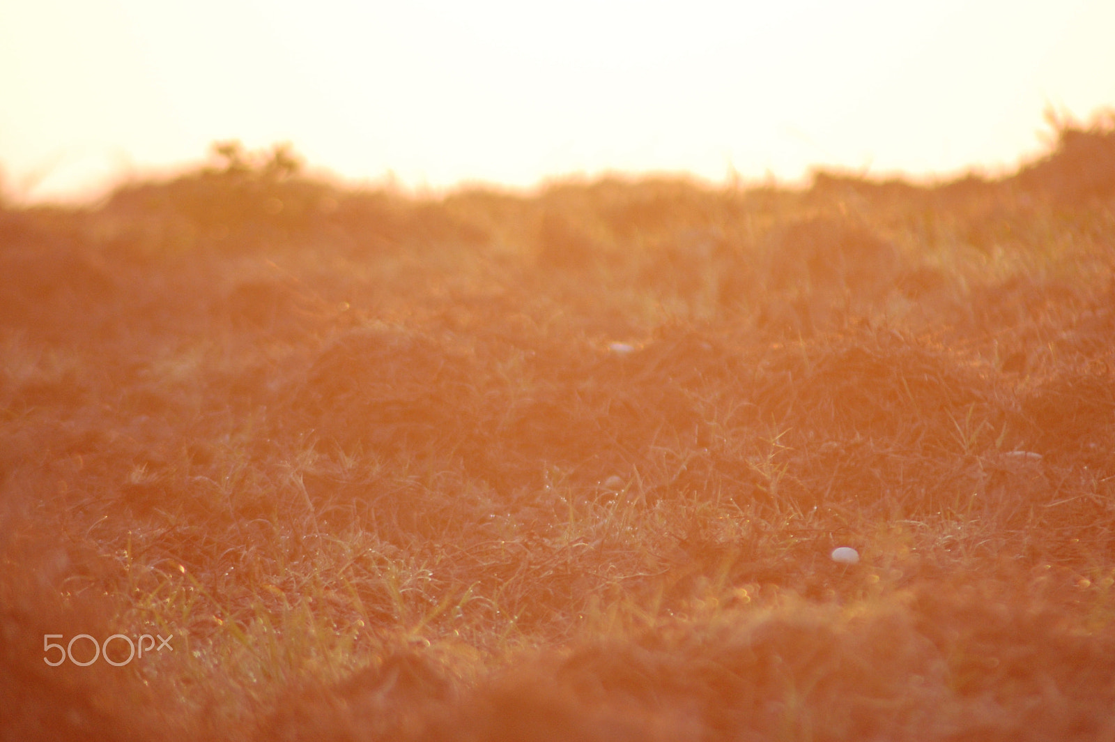 Nikon AF Nikkor 70-300mm F4-5.6G sample photo. Warm light... photography