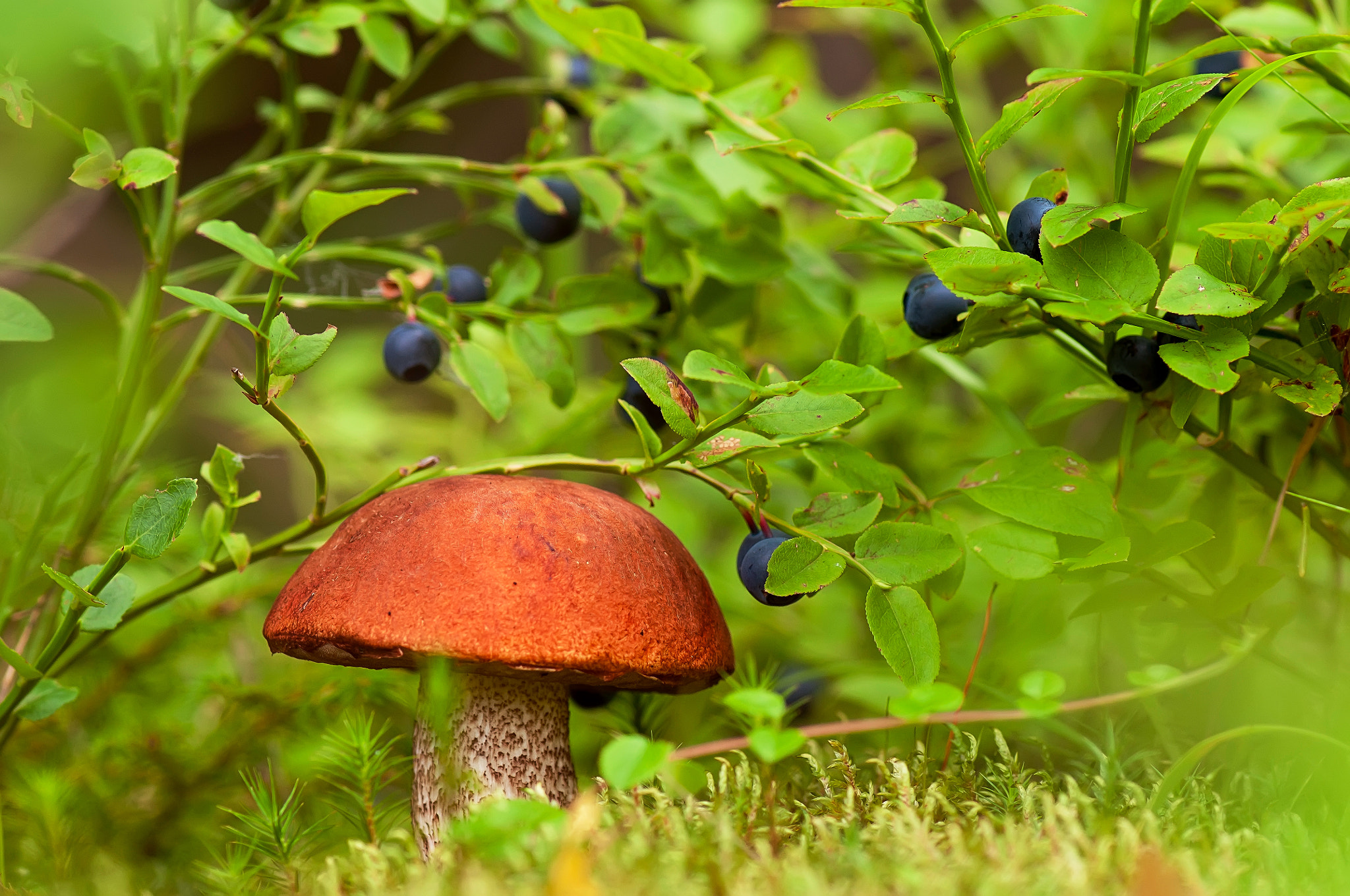 Nikon AF-S Micro-Nikkor 105mm F2.8G IF-ED VR sample photo. Лесные дары photography