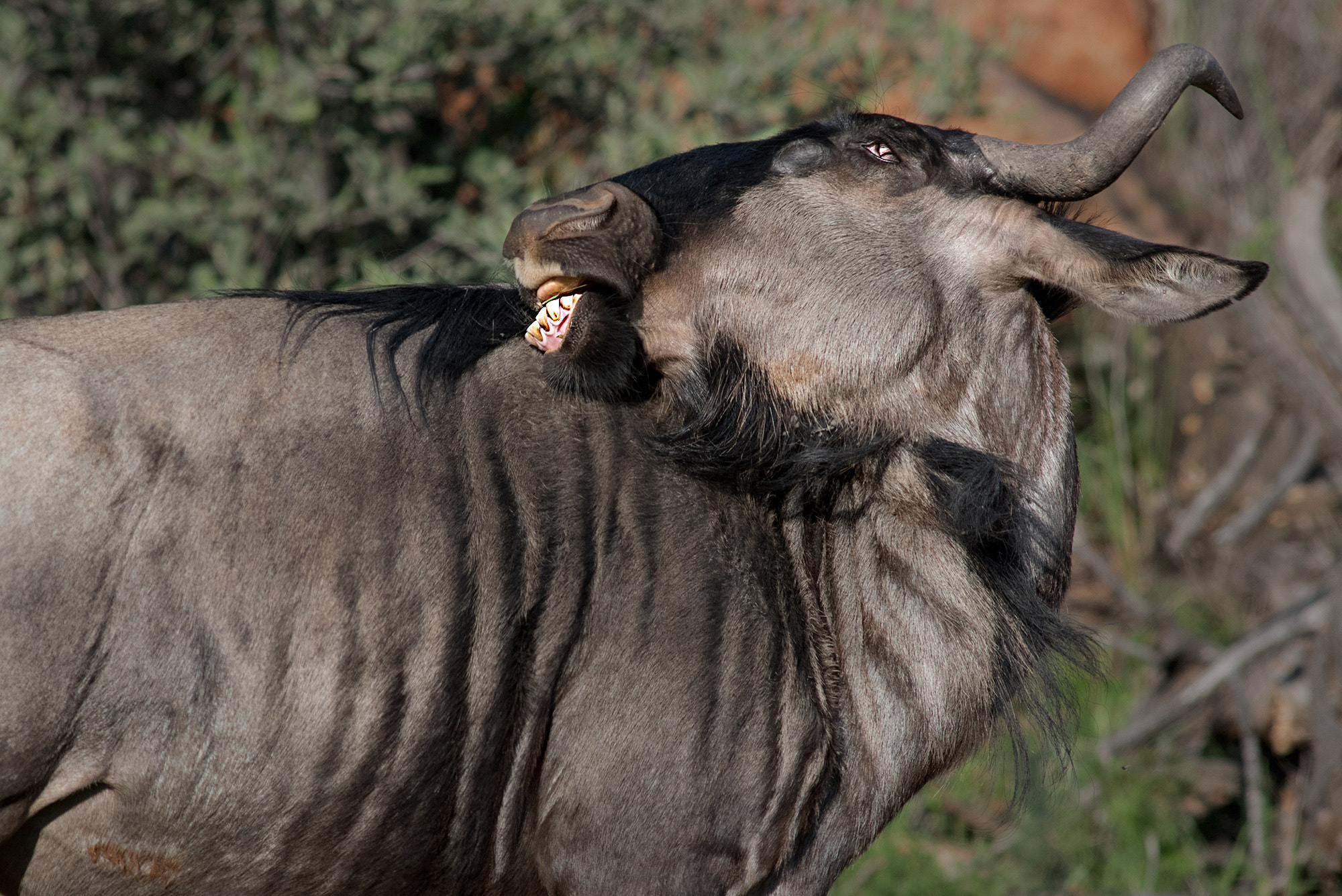 wildbeest's morning gym