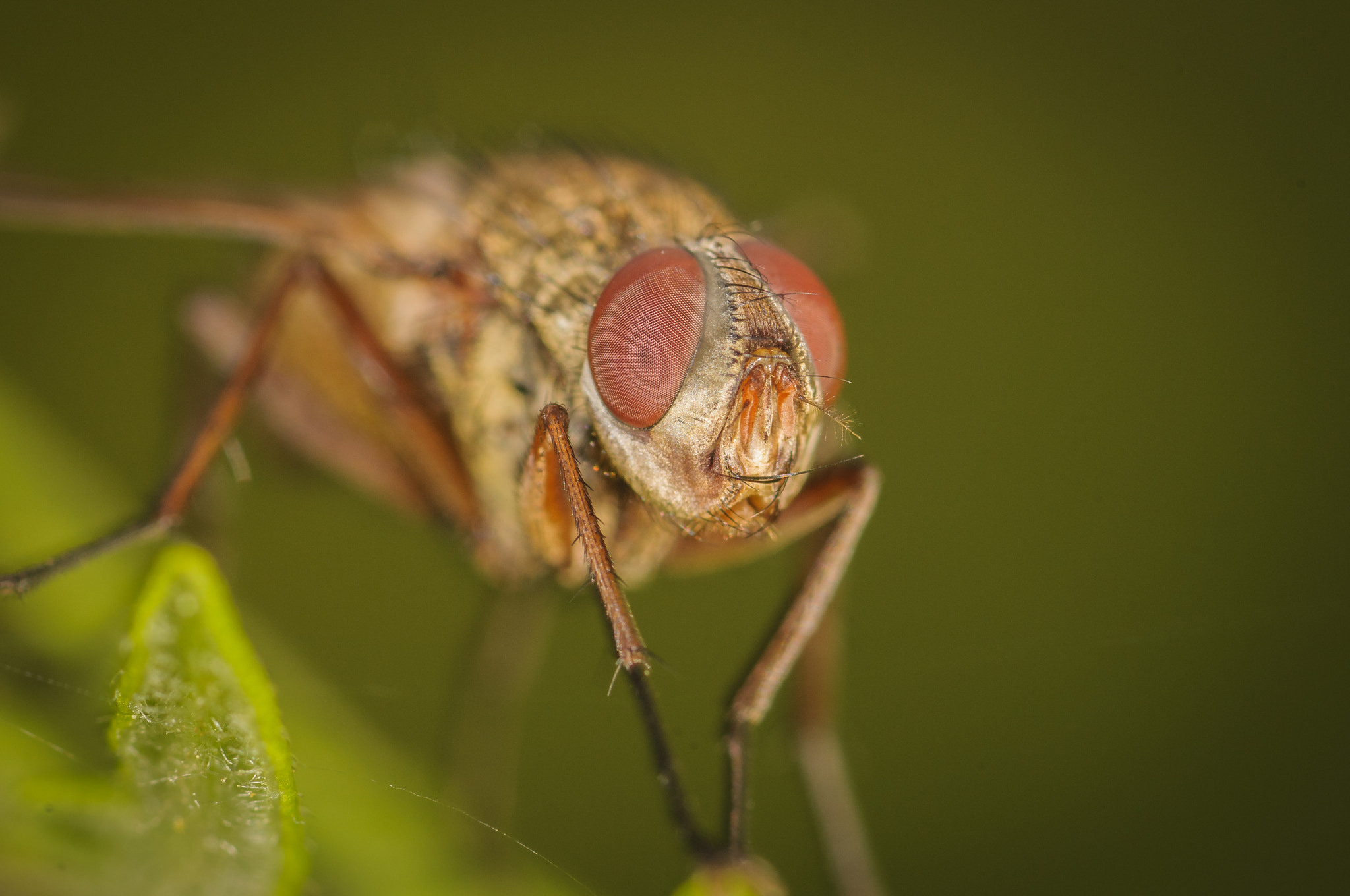 Nikon AF-S Micro-Nikkor 105mm F2.8G IF-ED VR sample photo. Fly photography